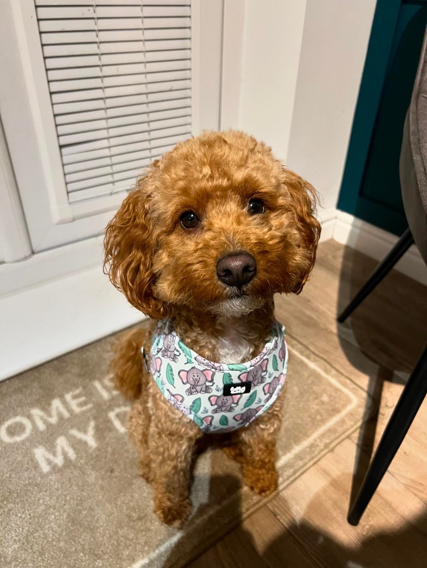 Adjustable Dog Harness - Let's Get Trunk