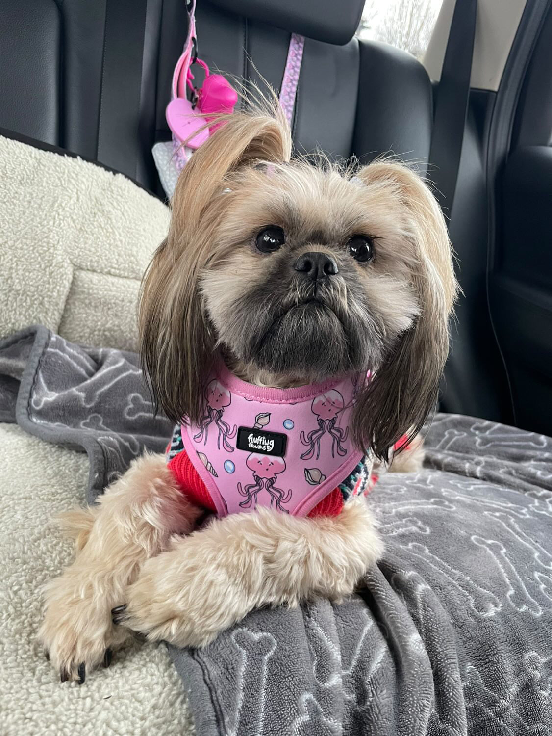 Adjustable Dog Harness - Don't Be Jelly