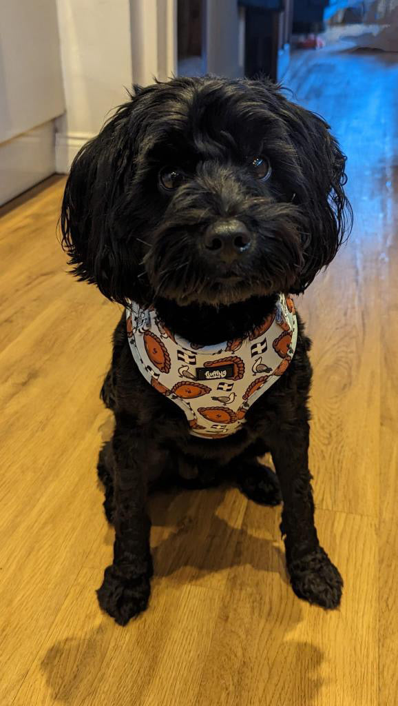 Adjustable Dog Harness - Oggy Oggy Doggy!
