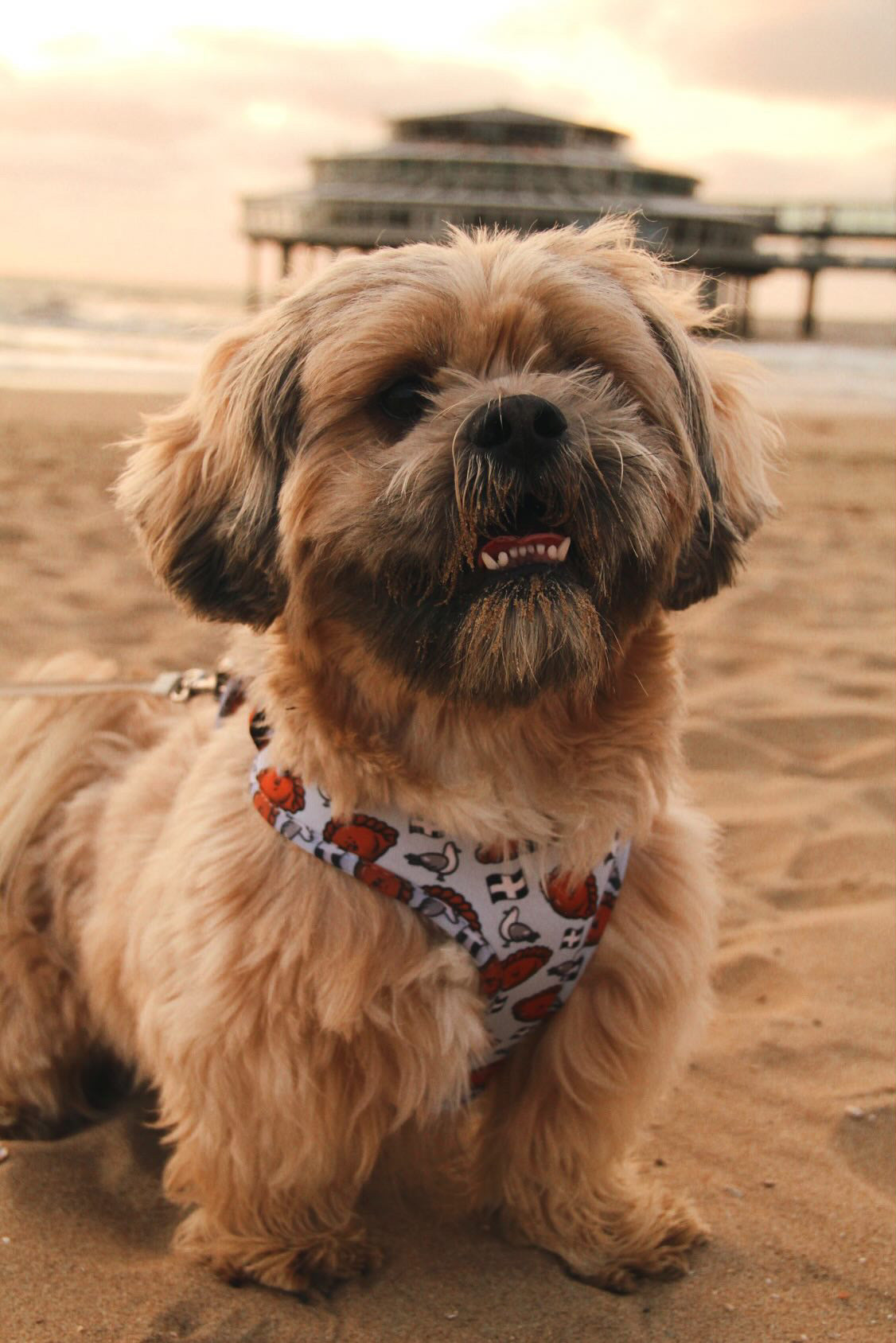 Adjustable Dog Harness - Oggy Oggy Doggy!