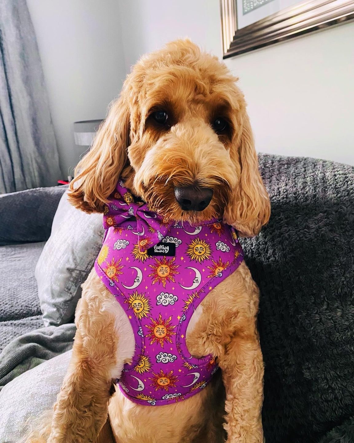Adjustable Dog Harness - Sunsational