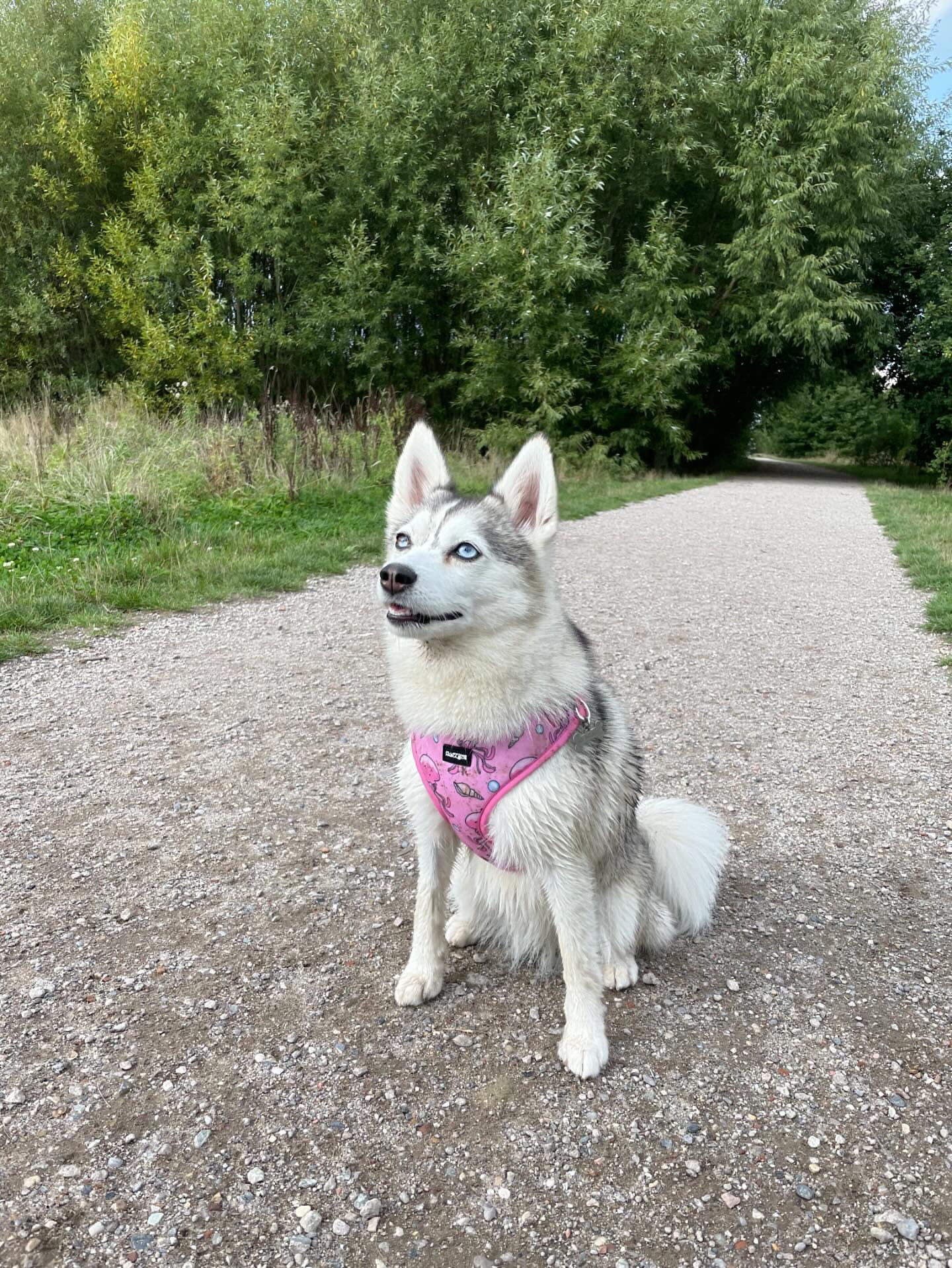 Adjustable Dog Harness - Don't Be Jelly