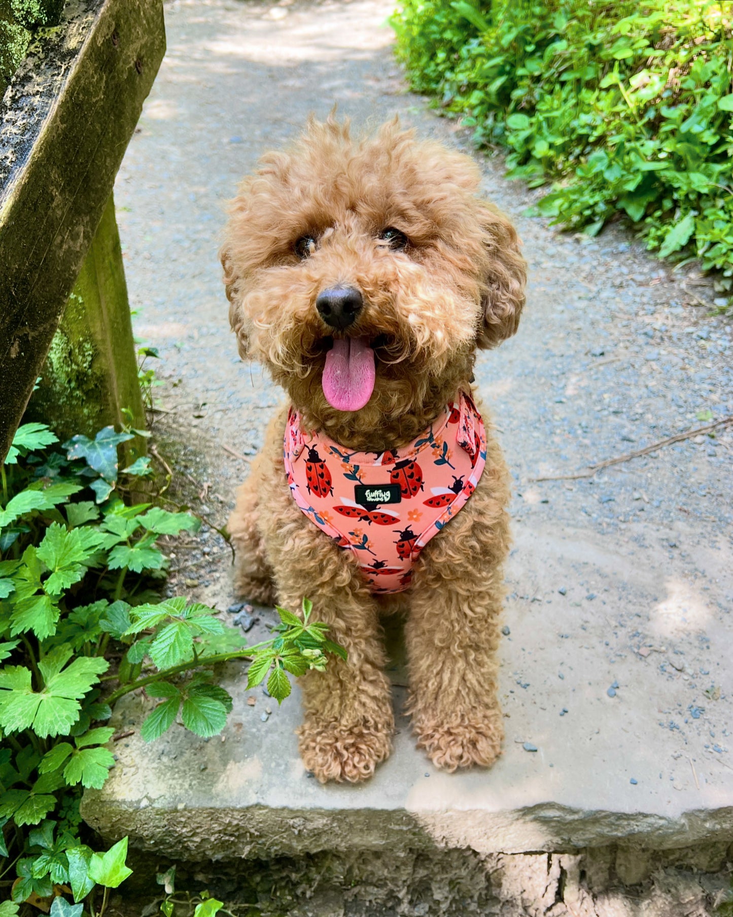 Adjustable Dog Harness - Snug As A Lady Bug