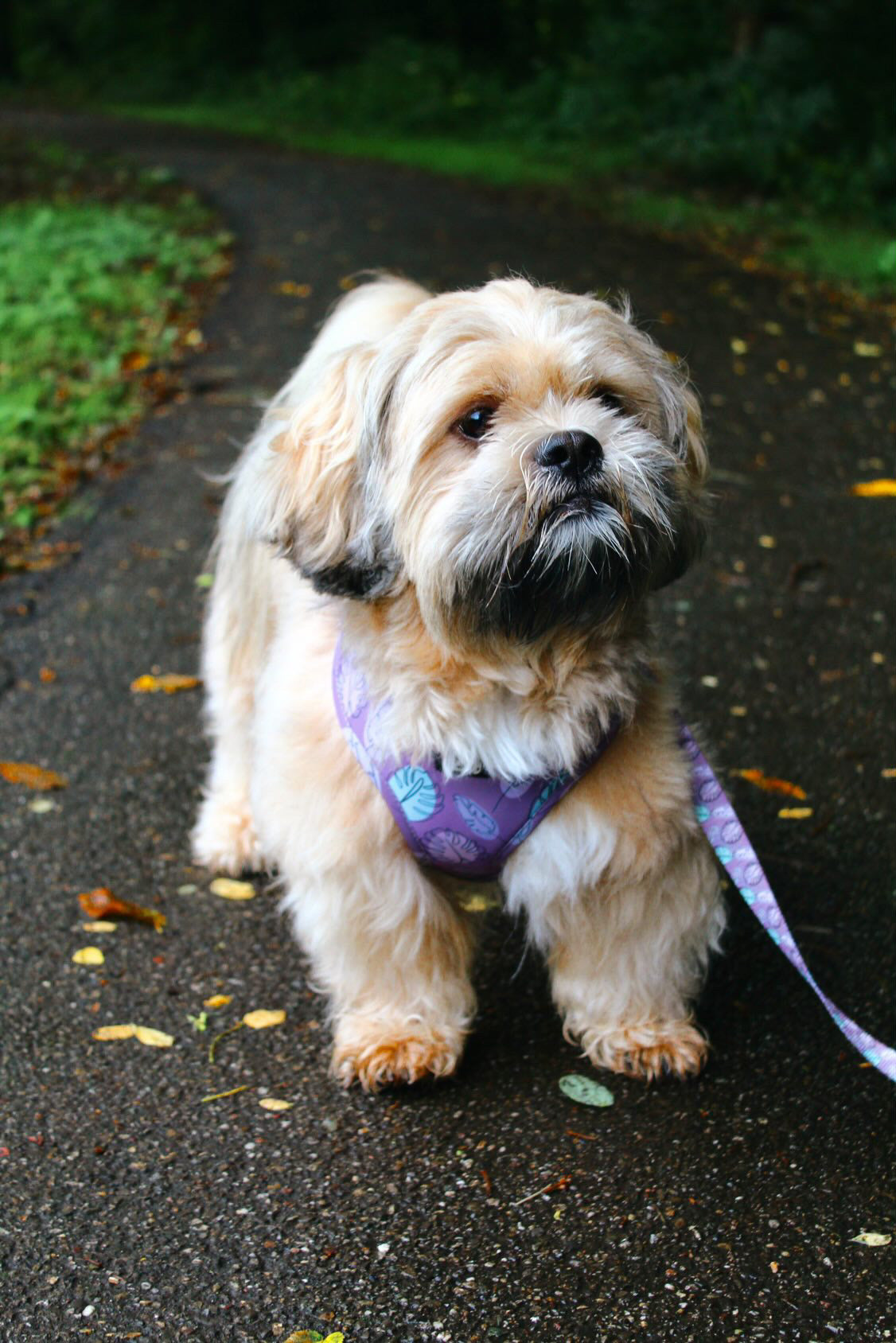 Adjustable Dog Harness - Never Leaf Me