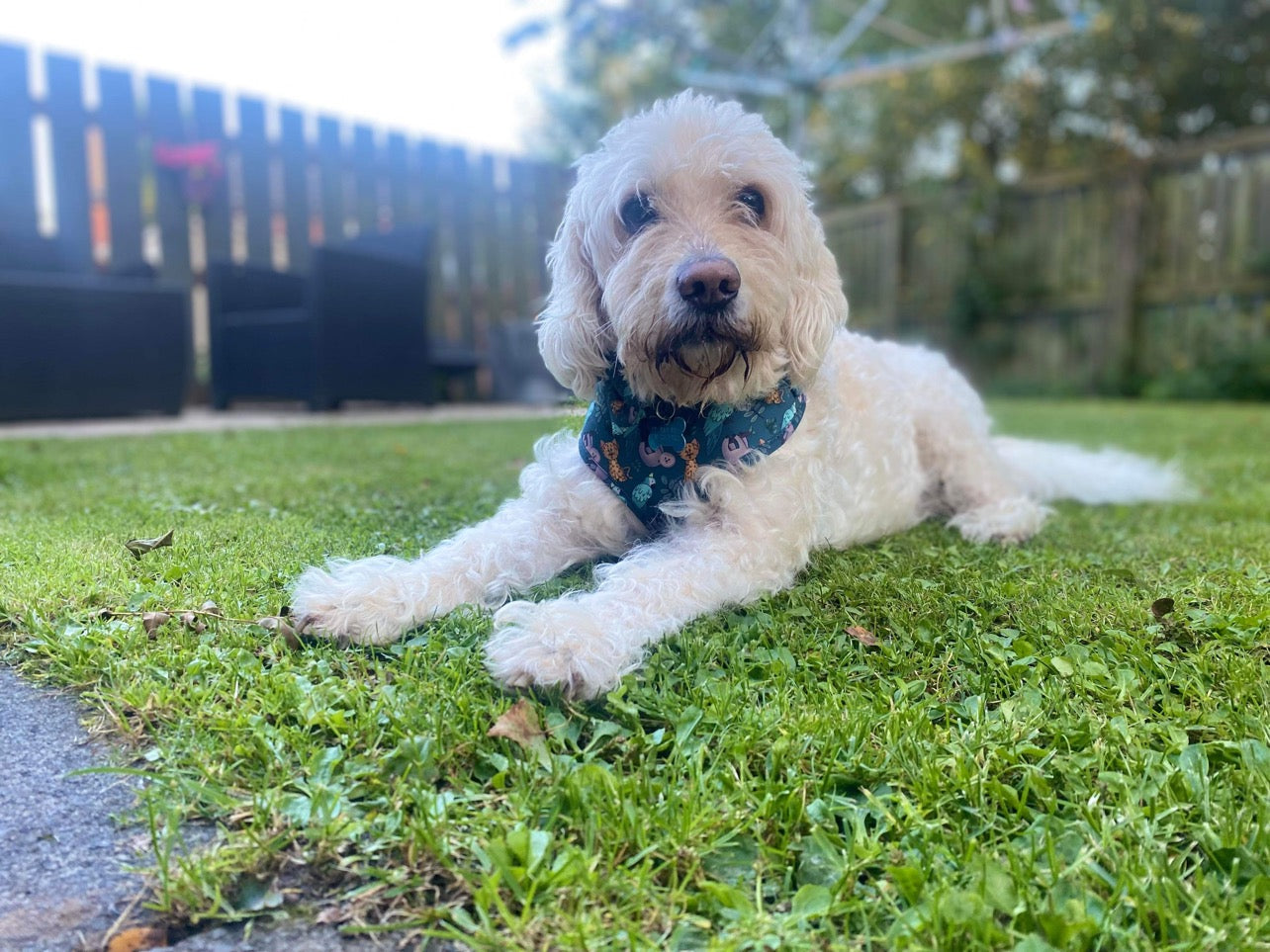 Adjustable Dog Harness - You Cheetah!