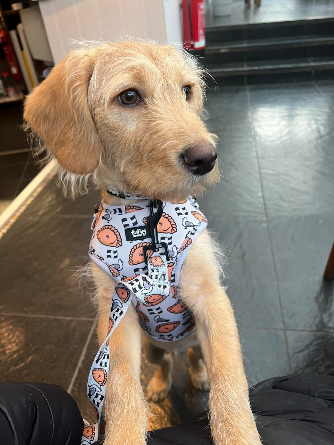 Adjustable Dog Harness - Oggy Oggy Doggy!