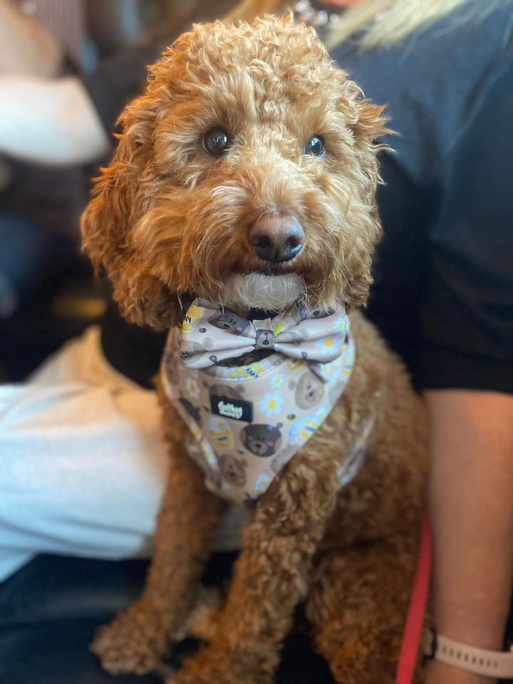 Adjustable Dog Harness - Bear With Me, Hun!