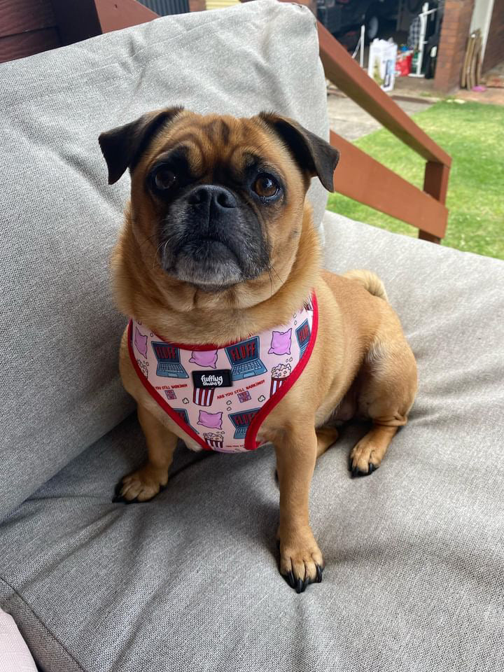 Adjustable Dog Harness - Fluff And Chill