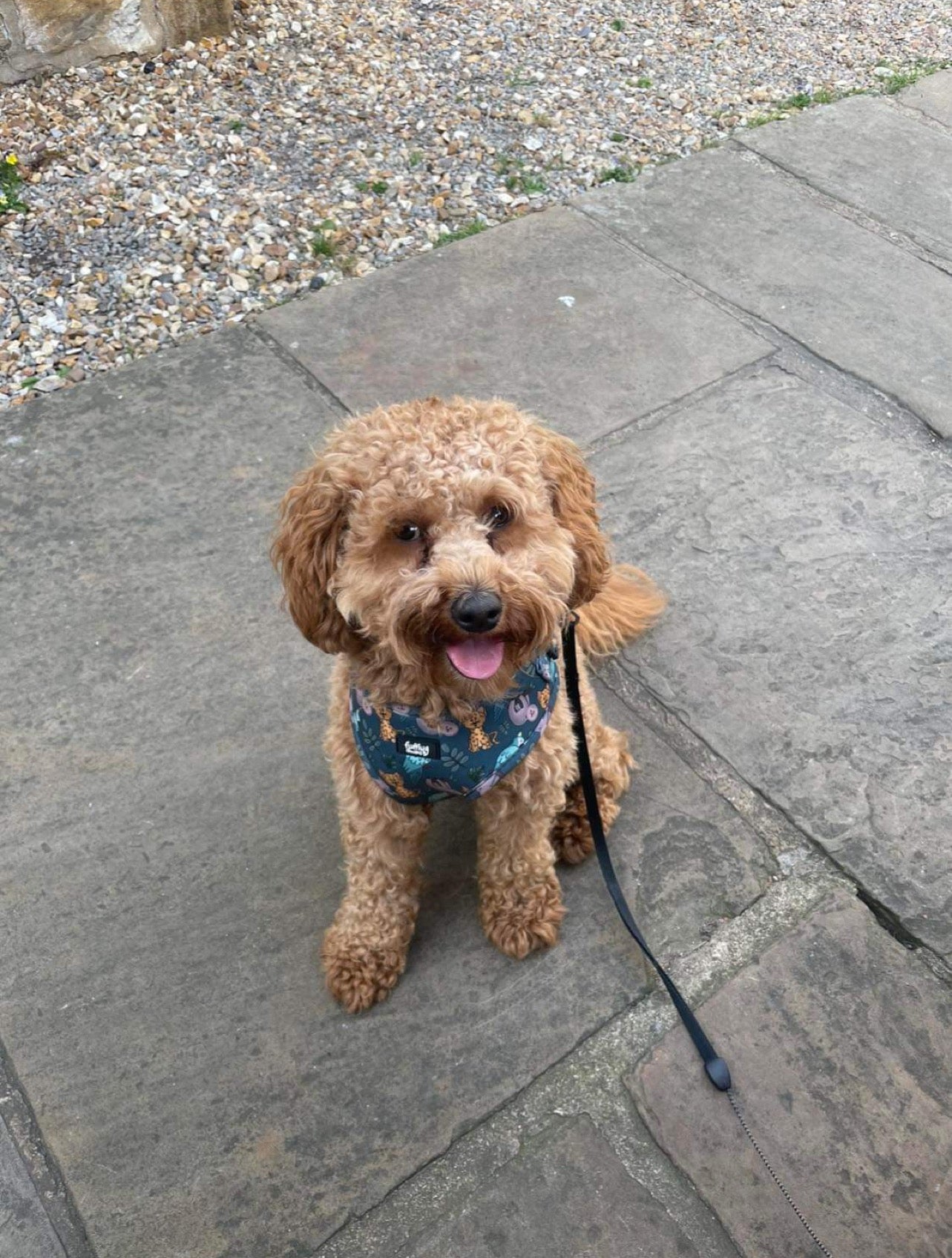 Adjustable Dog Harness - You Cheetah!