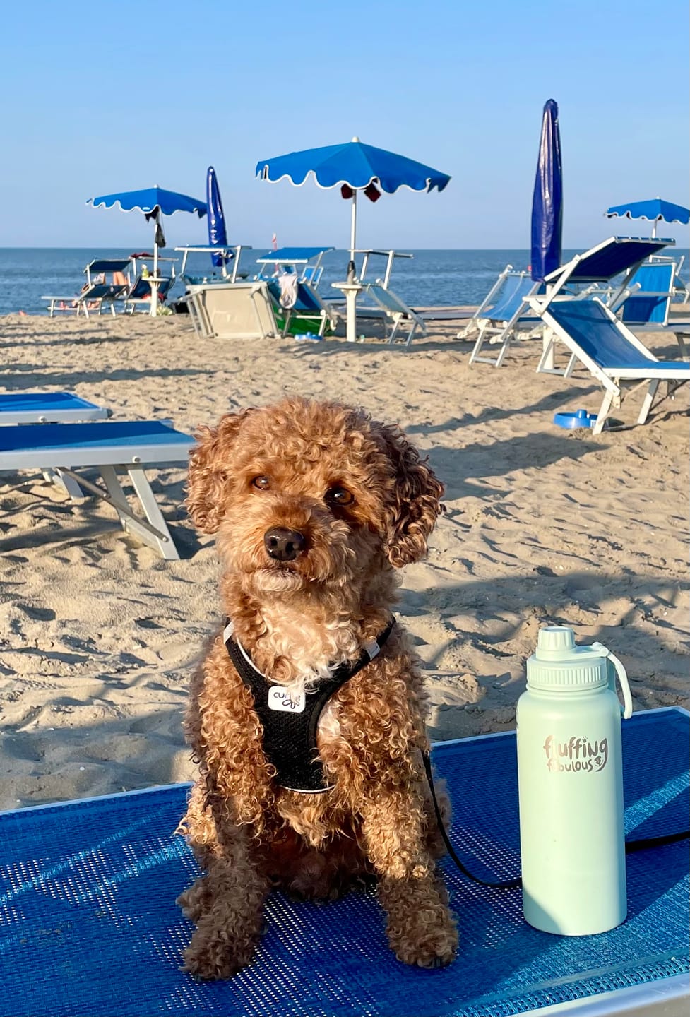 Fluffing Fabulous Water Bottle