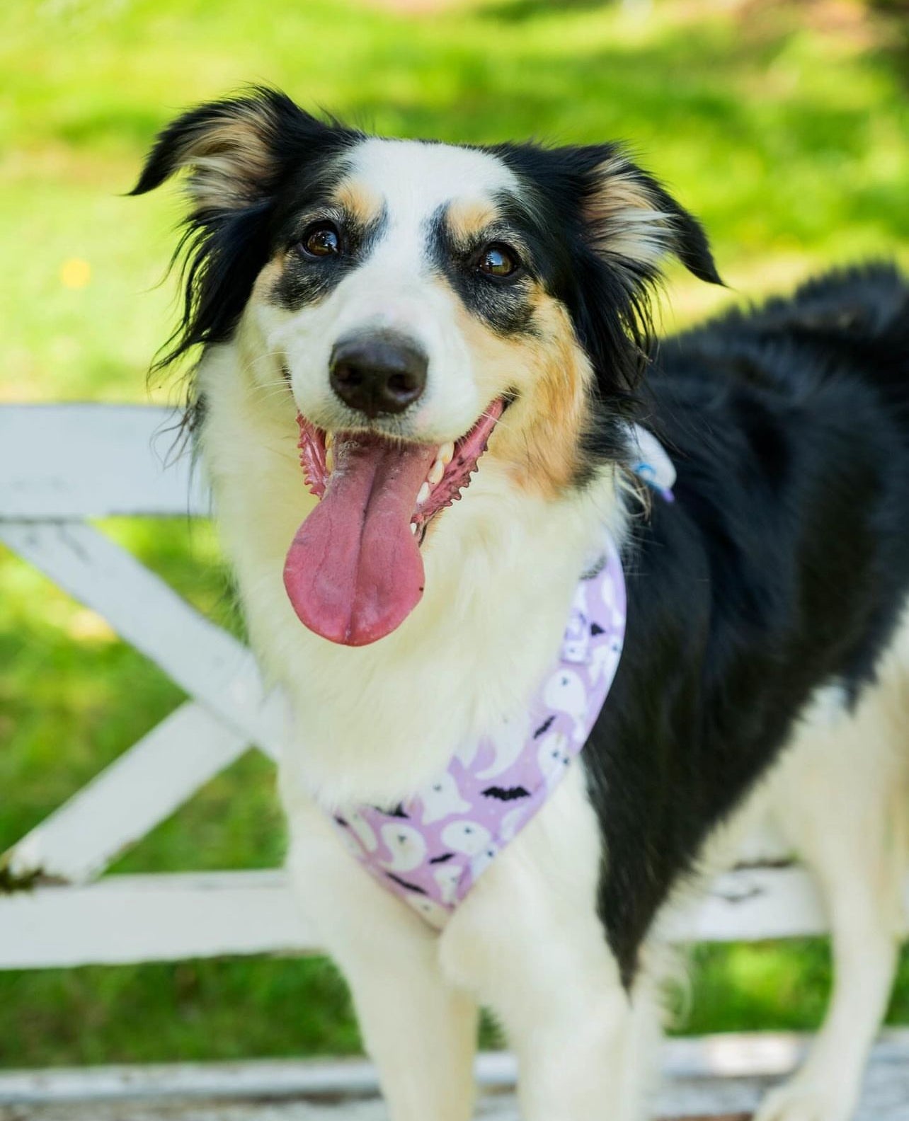 Adjustable Dog Harness - Booo-Hoo Hun