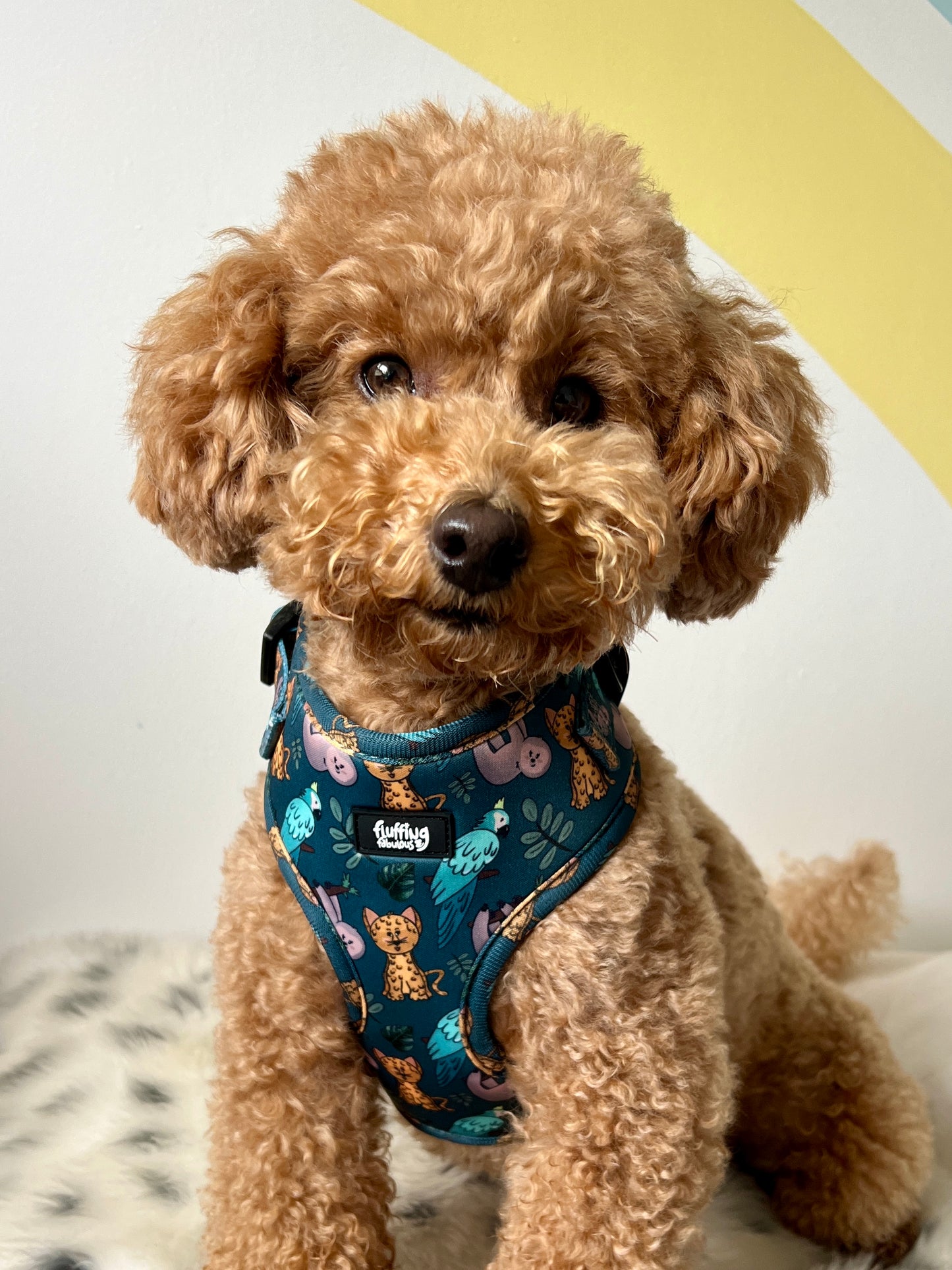 Adjustable Dog Harness - You Cheetah!
