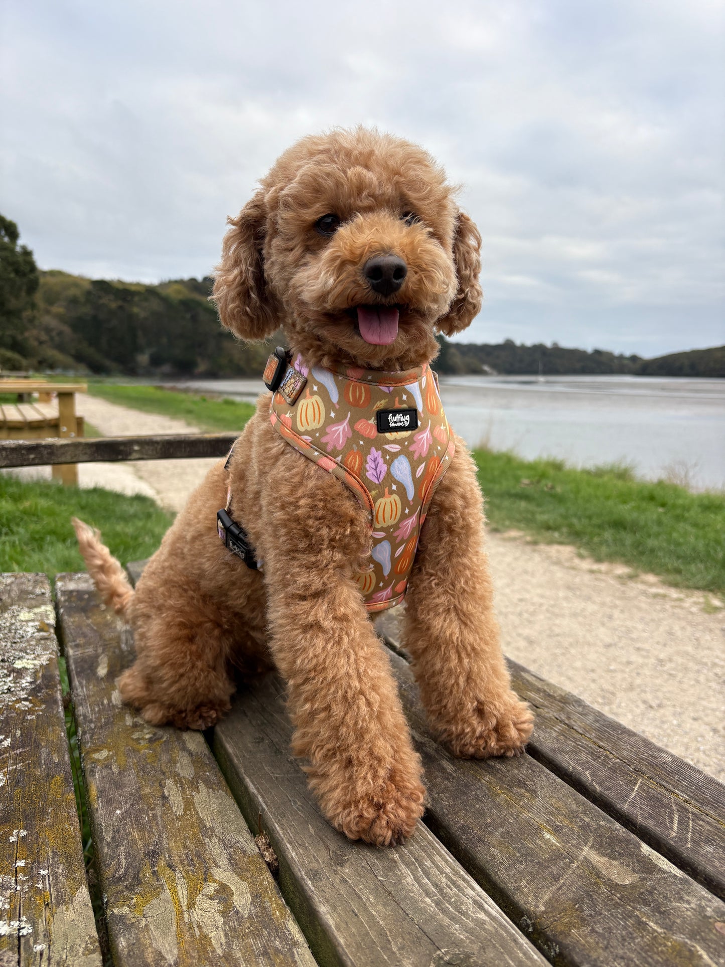 Adjustable Dog Harness - Falling For You