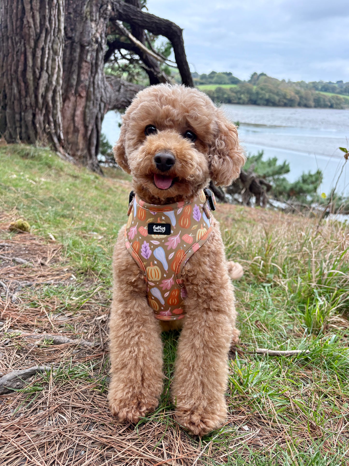 Adjustable Dog Harness - Falling For You