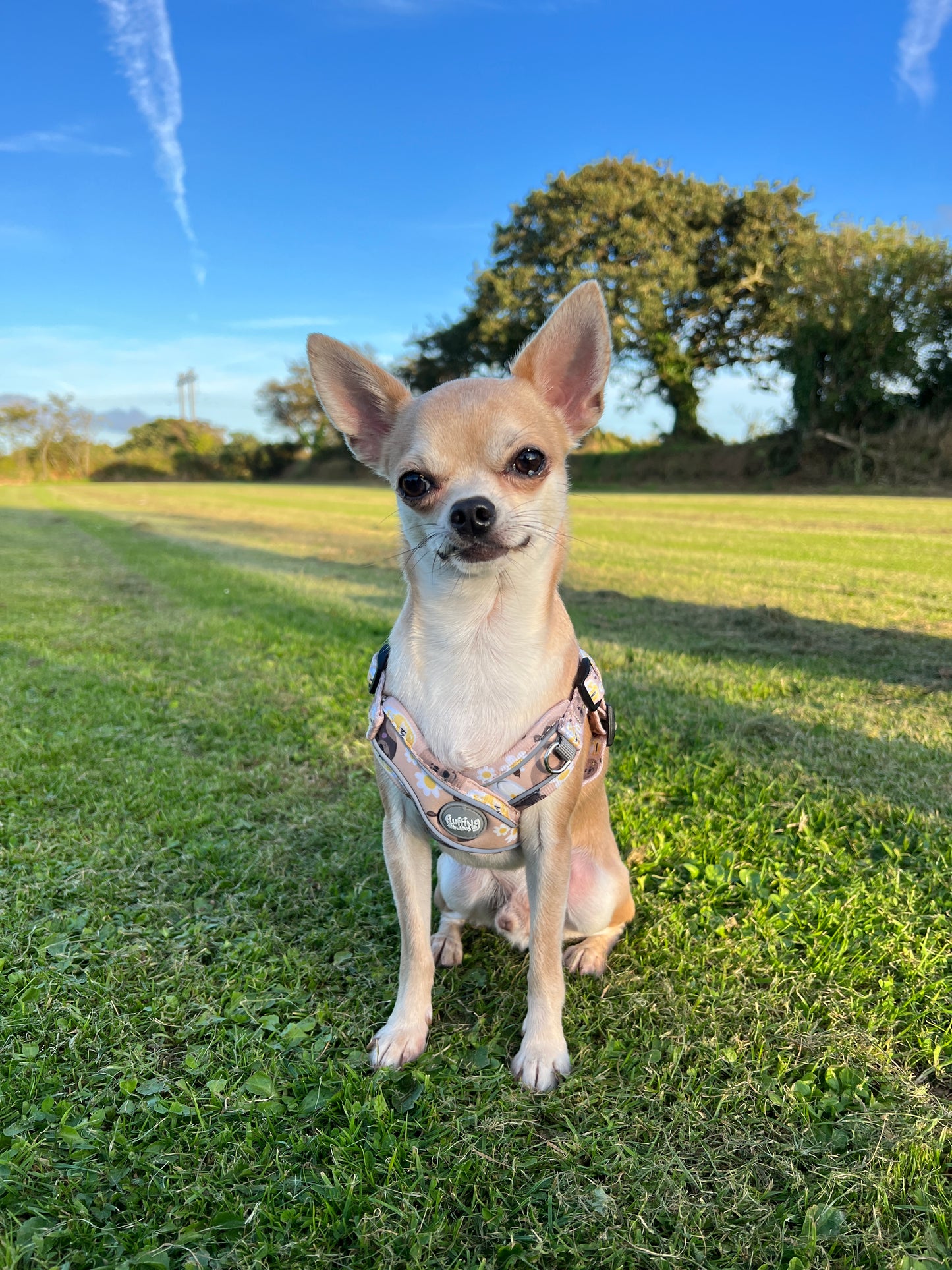 Step in Harness - Bear With Me