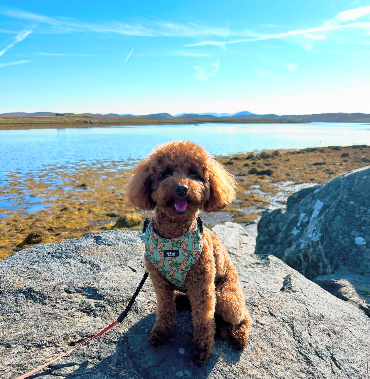 Adjustable Dog Harness - Necks Level