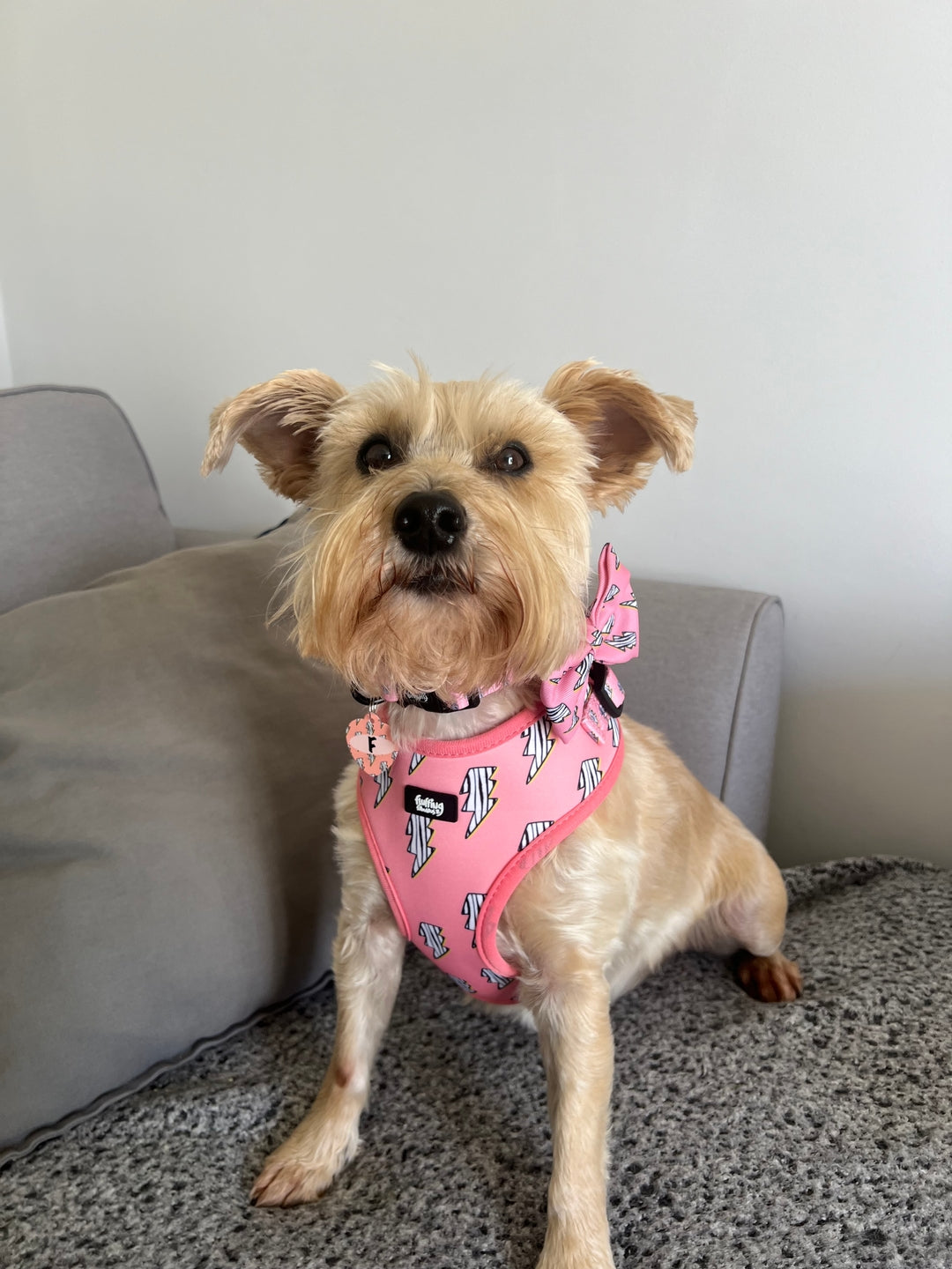 Adjustable Dog Harness - Lightning Zoomies