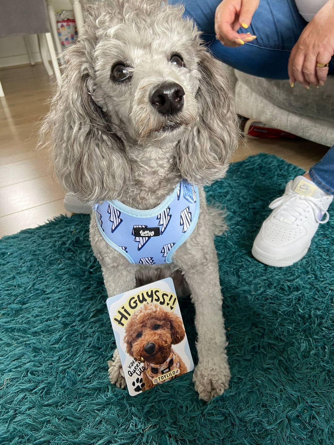 Adjustable Harness - Thunder Zoomies