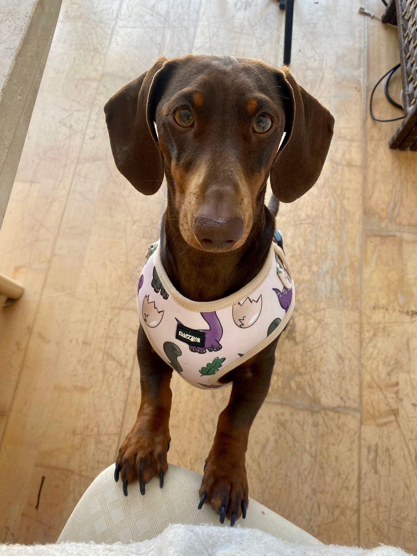 Adjustable Dog Harness - Doggosaur