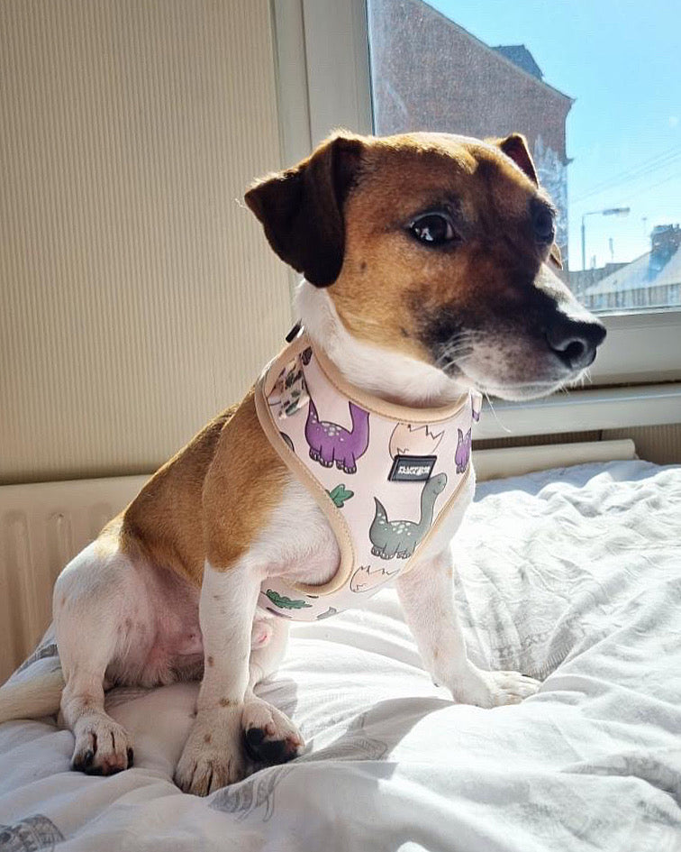 Adjustable Dog Harness - Doggosaur