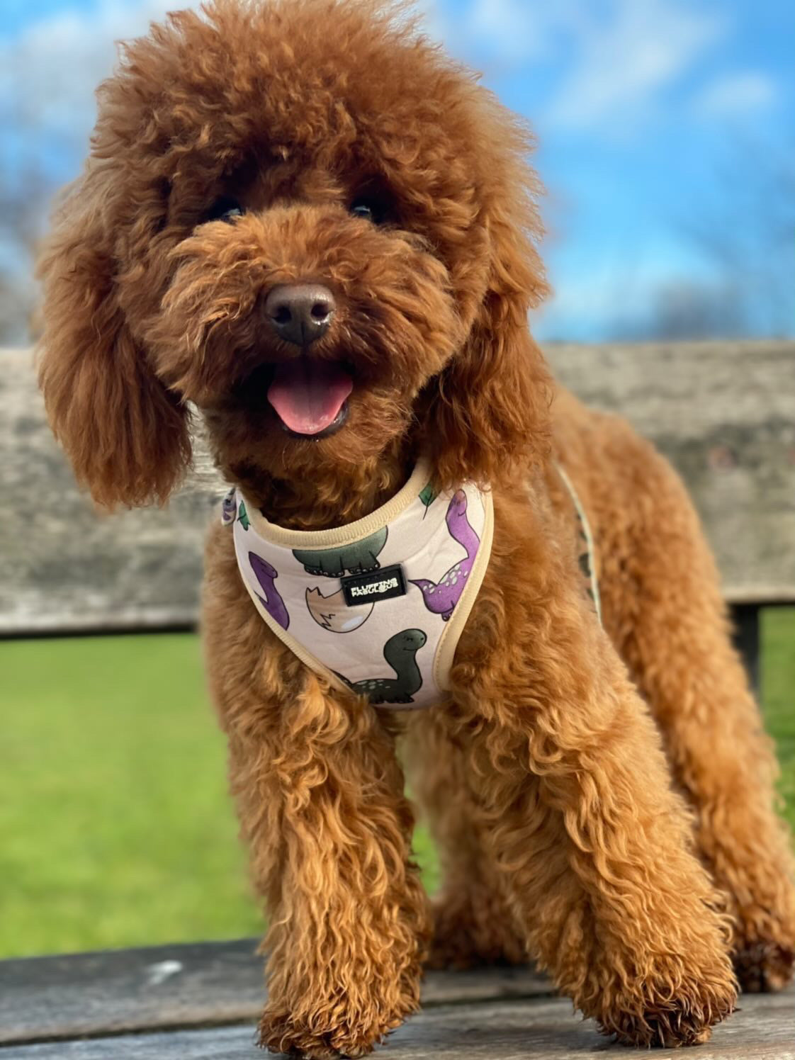 Adjustable Dog Harness - Doggosaur