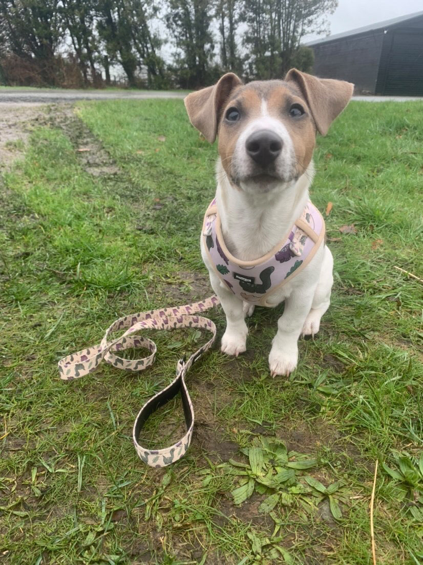 Adjustable Dog Harness - Doggosaur