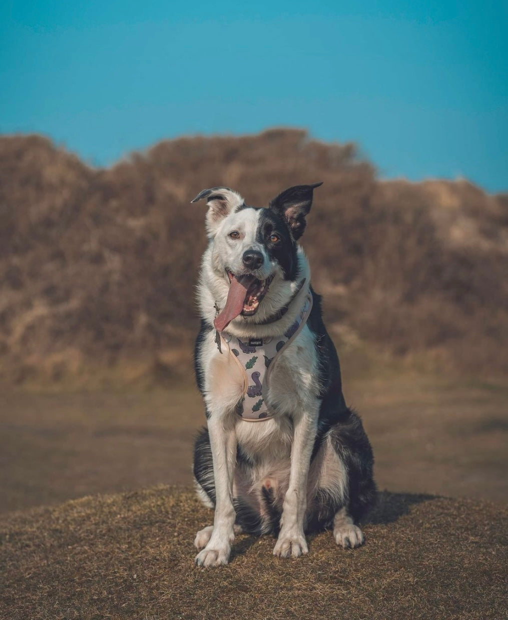 Adjustable Dog Harness - Doggosaur