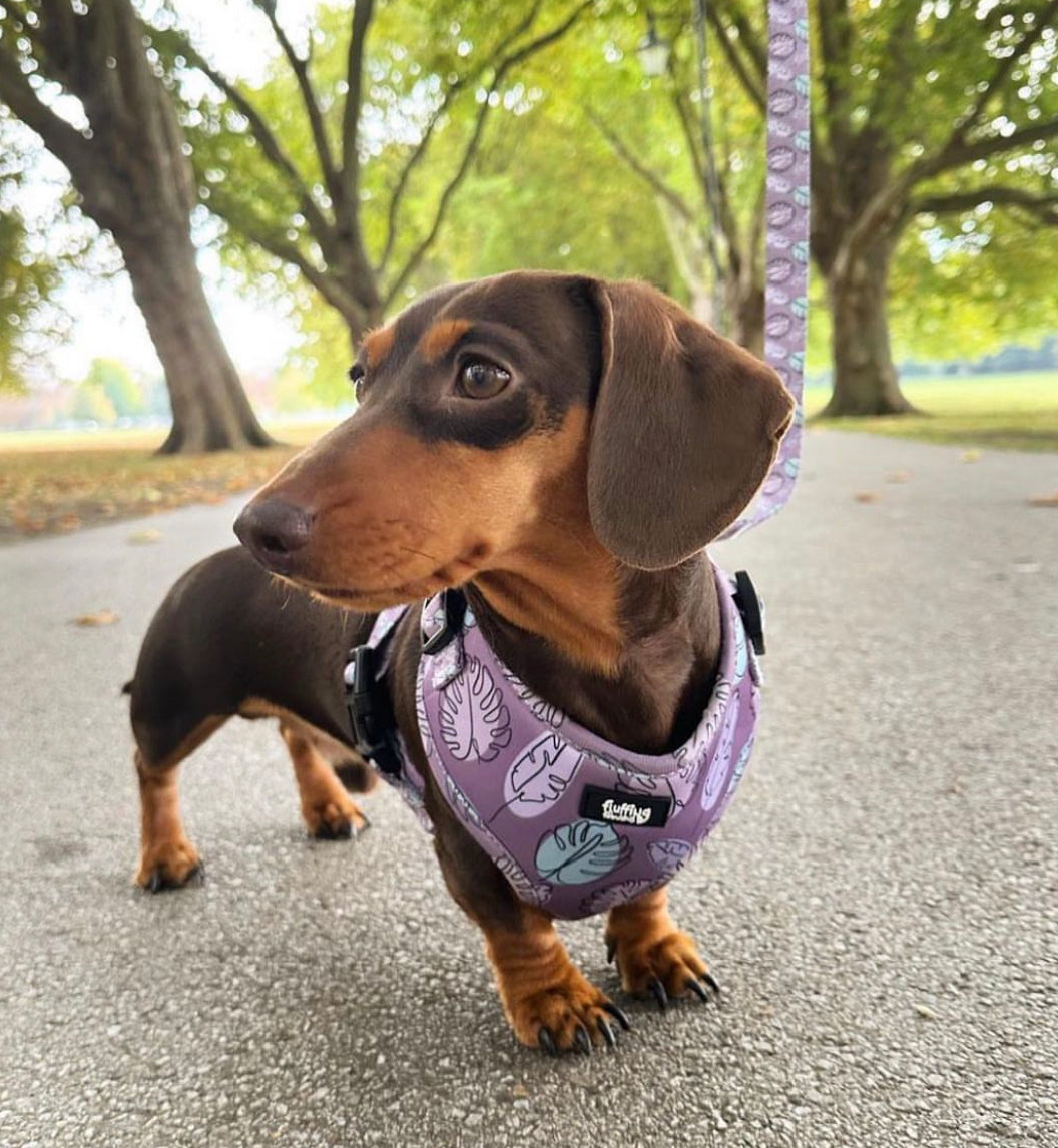 Adjustable Dog Harness - Never Leaf Me