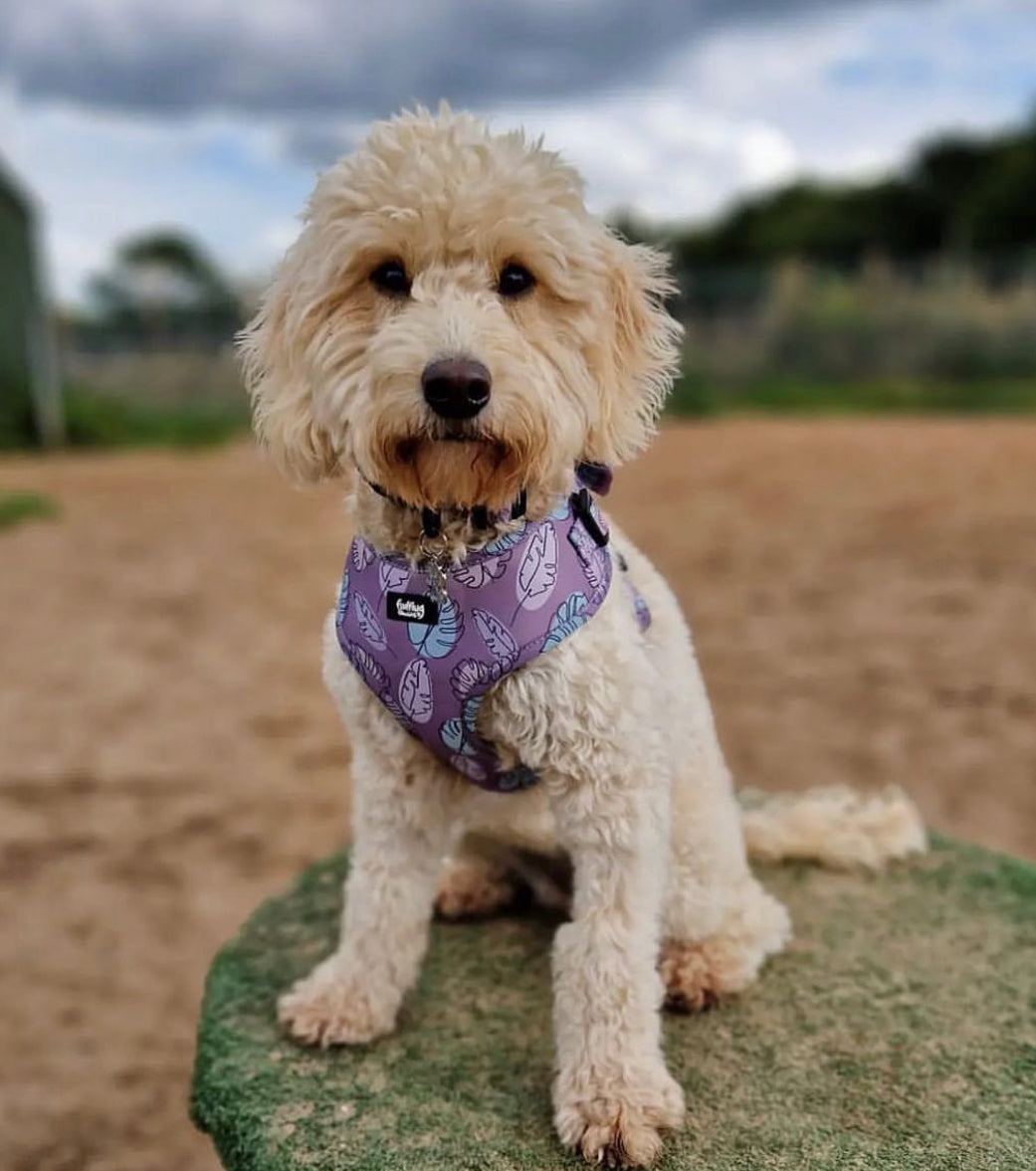 Adjustable Dog Harness - Never Leaf Me