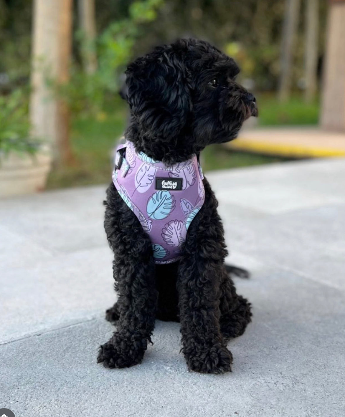 Adjustable Dog Harness - Never Leaf Me