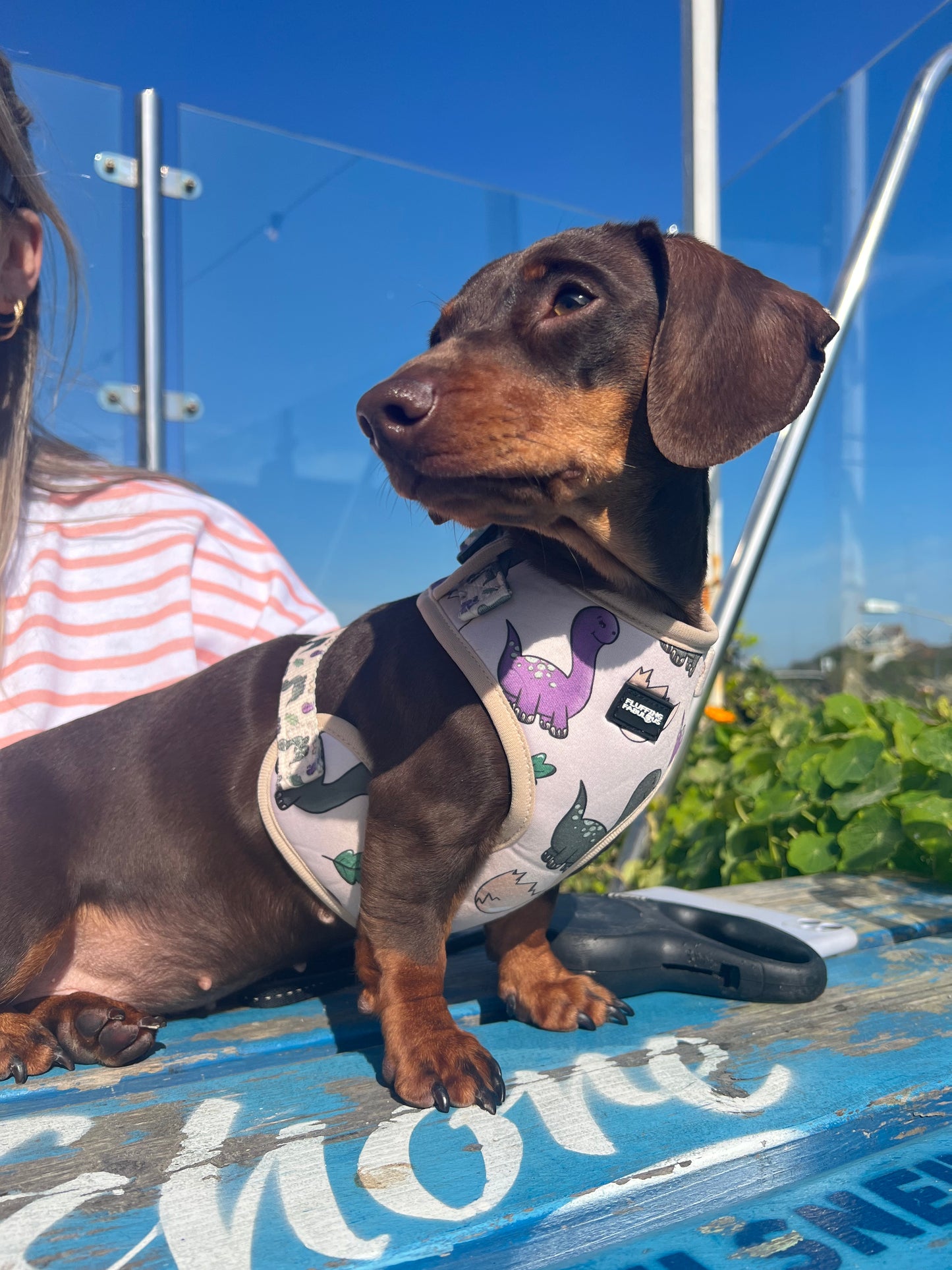 Adjustable Dog Harness - Doggosaur
