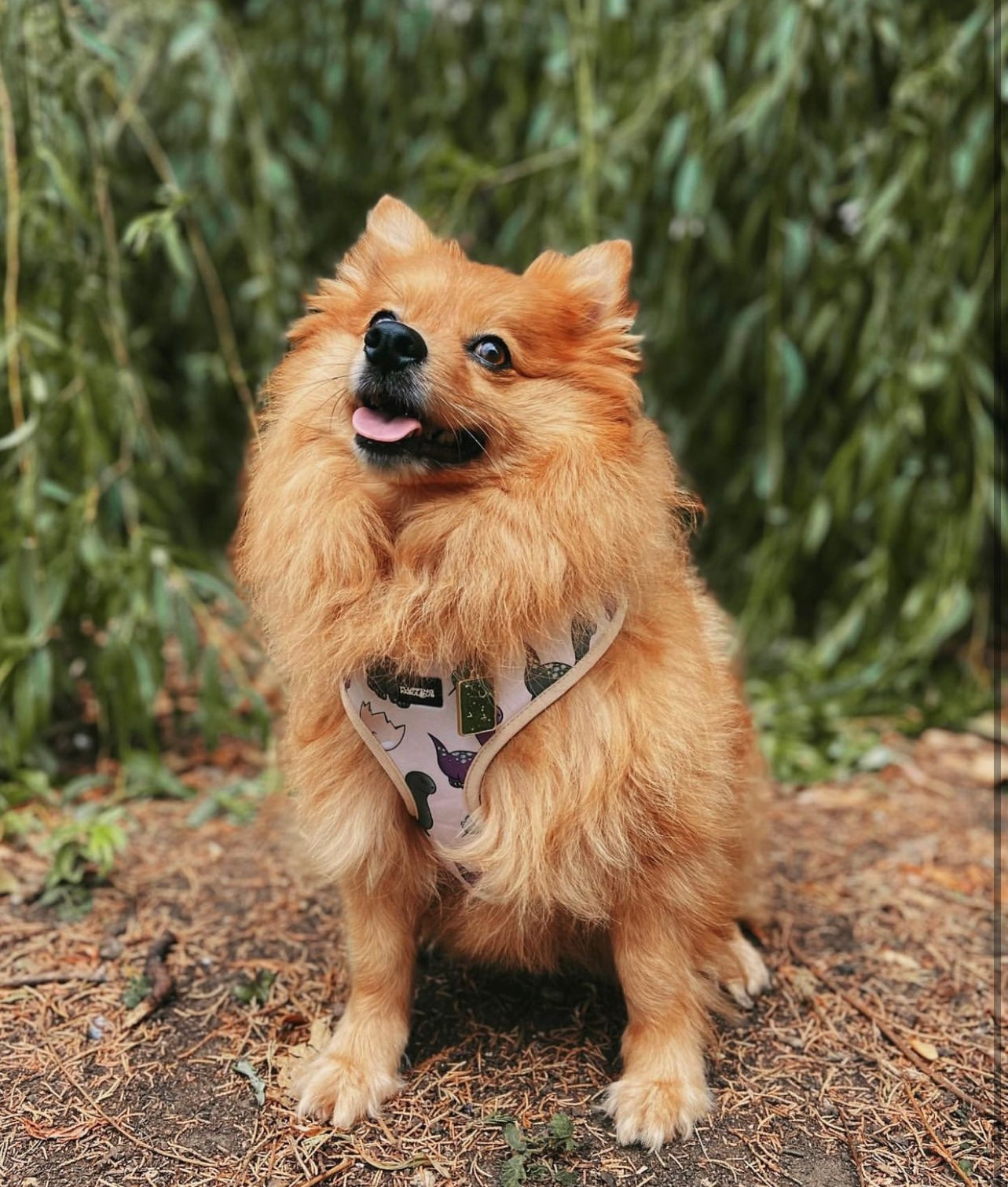 Adjustable Dog Harness - Doggosaur