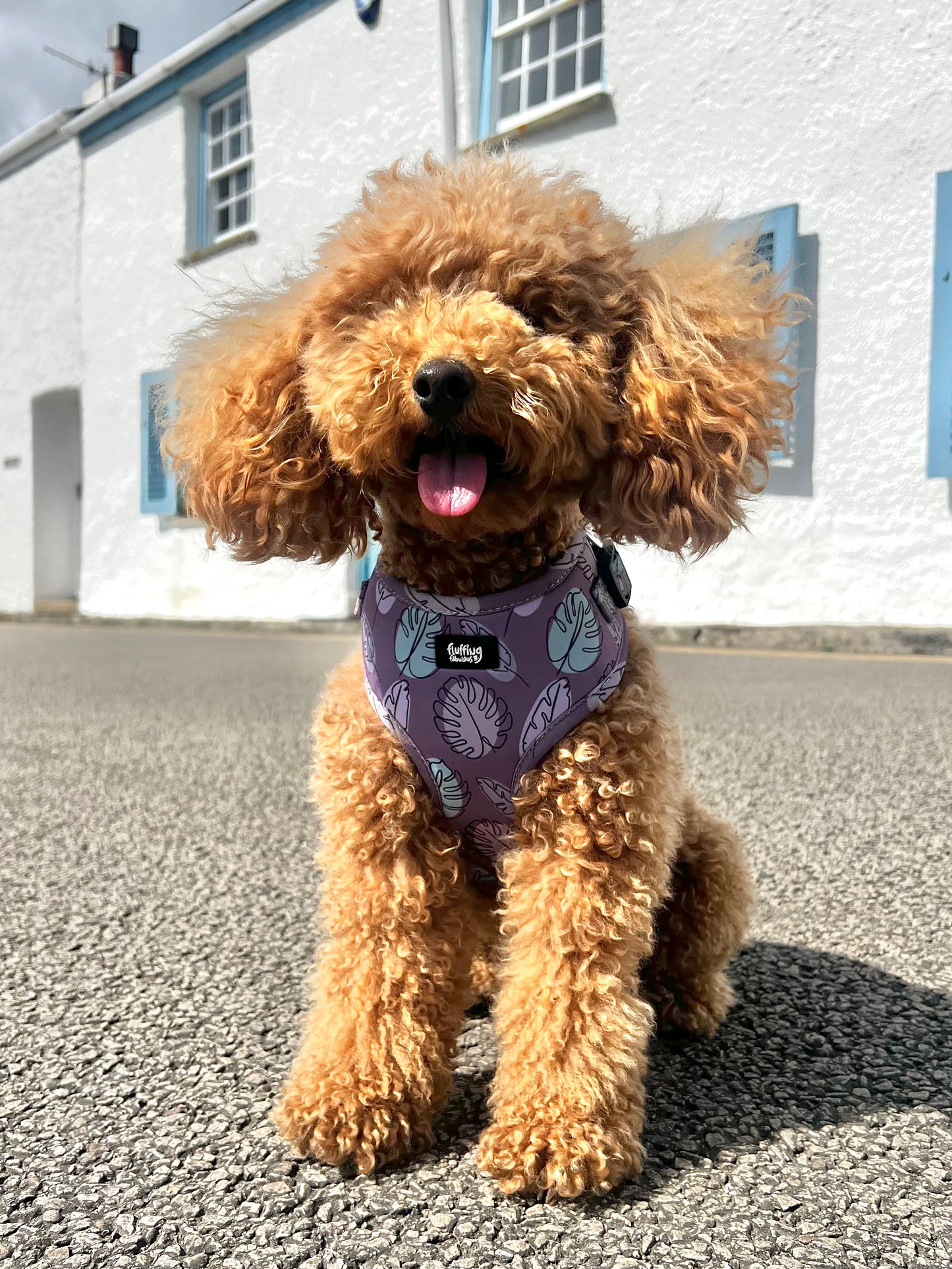 Adjustable Dog Harness - Never Leaf Me
