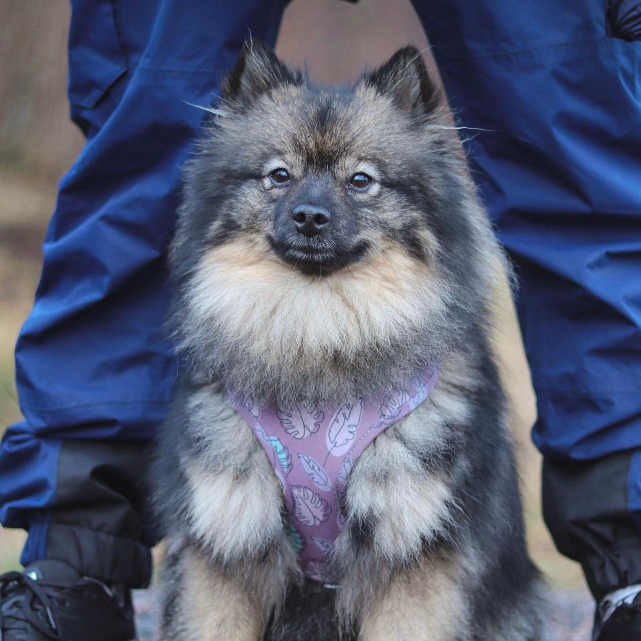Adjustable Dog Harness - Never Leaf Me