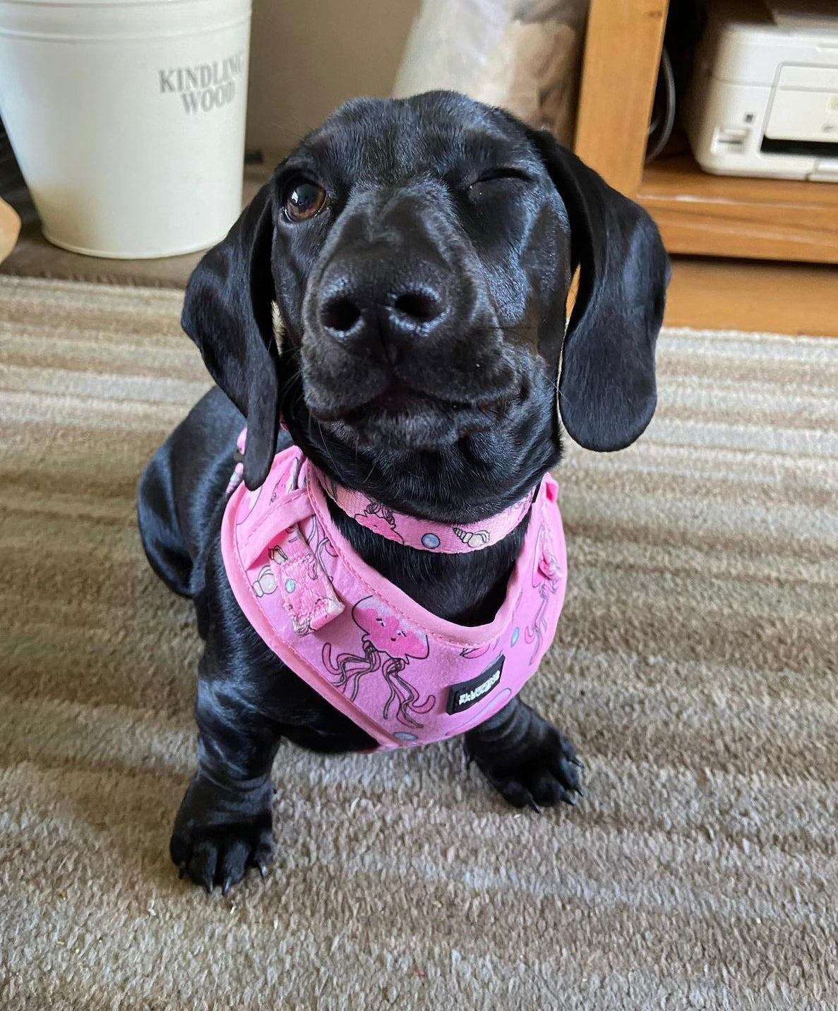 Adjustable Dog Harness - Don't Be Jelly