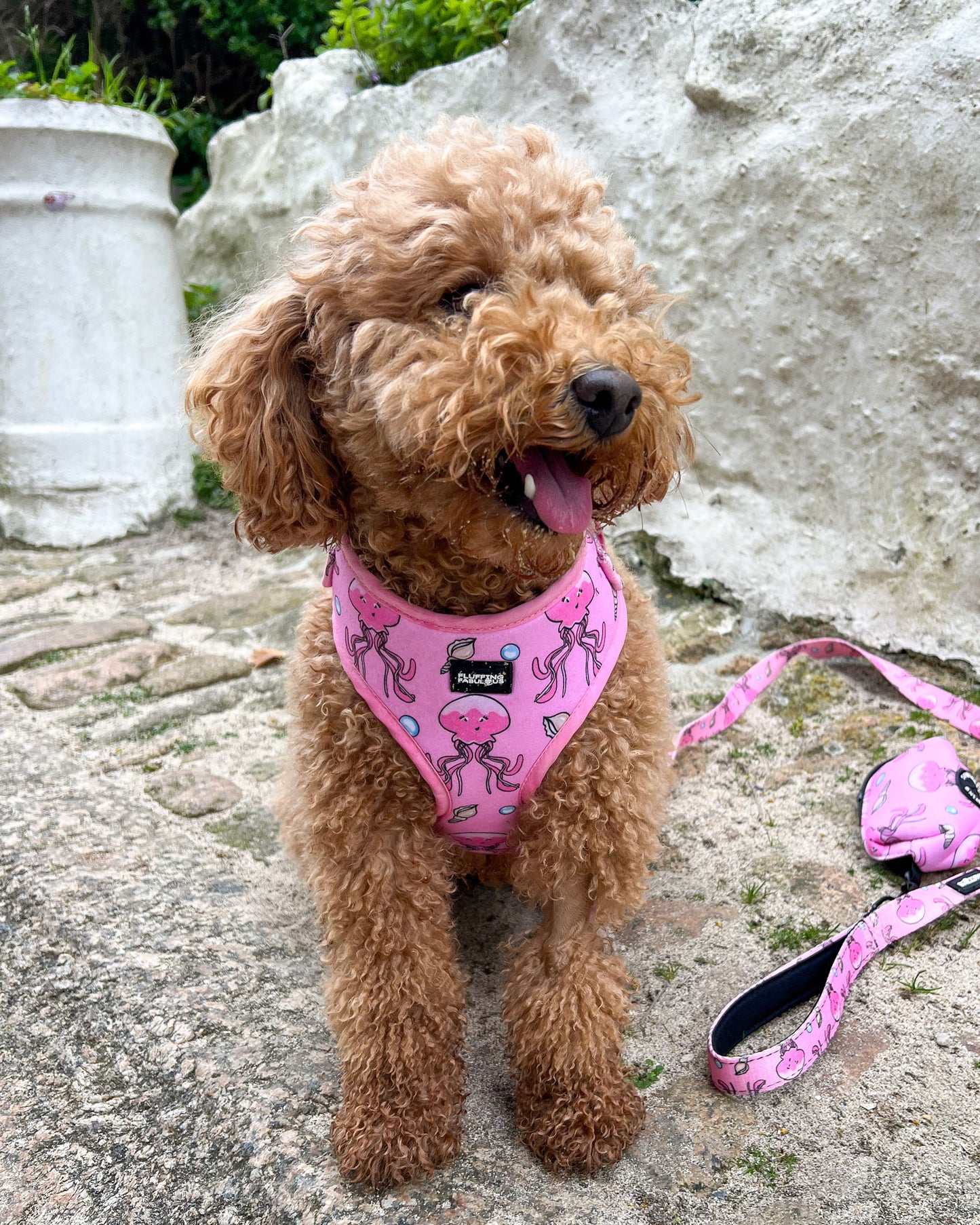 Adjustable Dog Harness - Don't Be Jelly