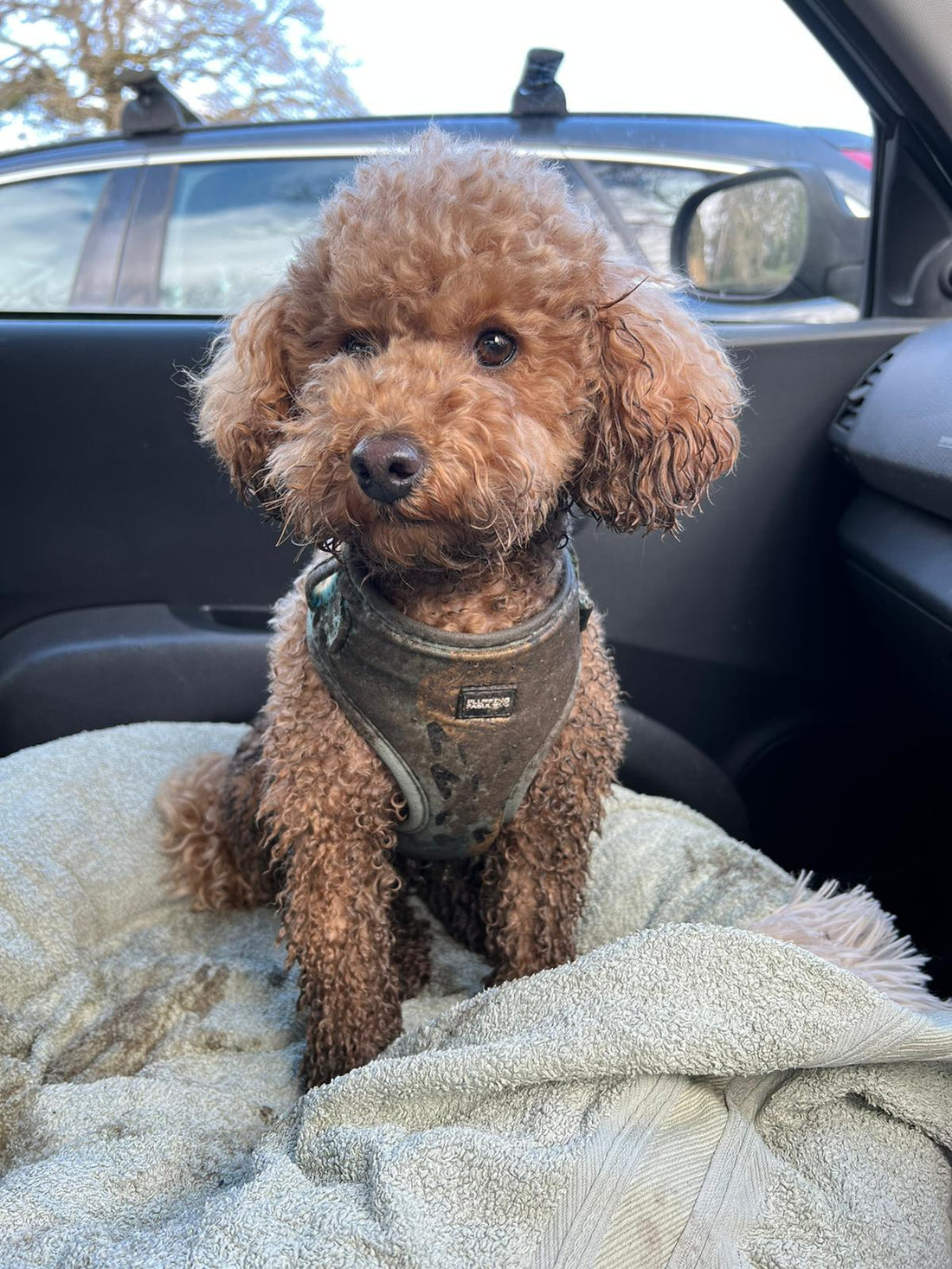 How to clean your dog harness?