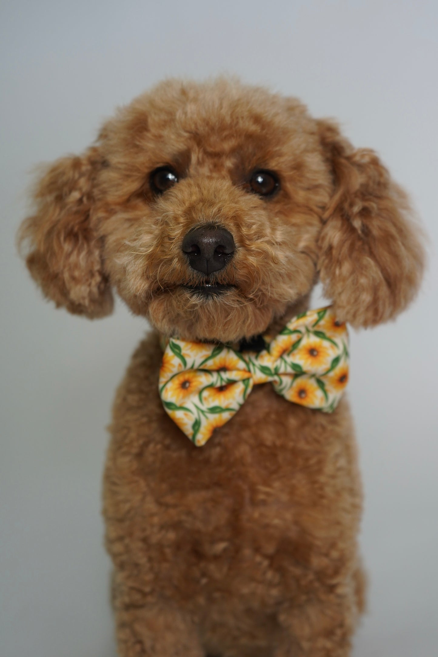 Bow Tie - Sunny Paws