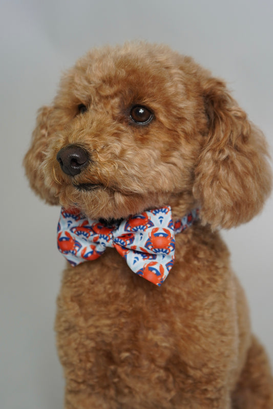Bow Tie - Holy Crab