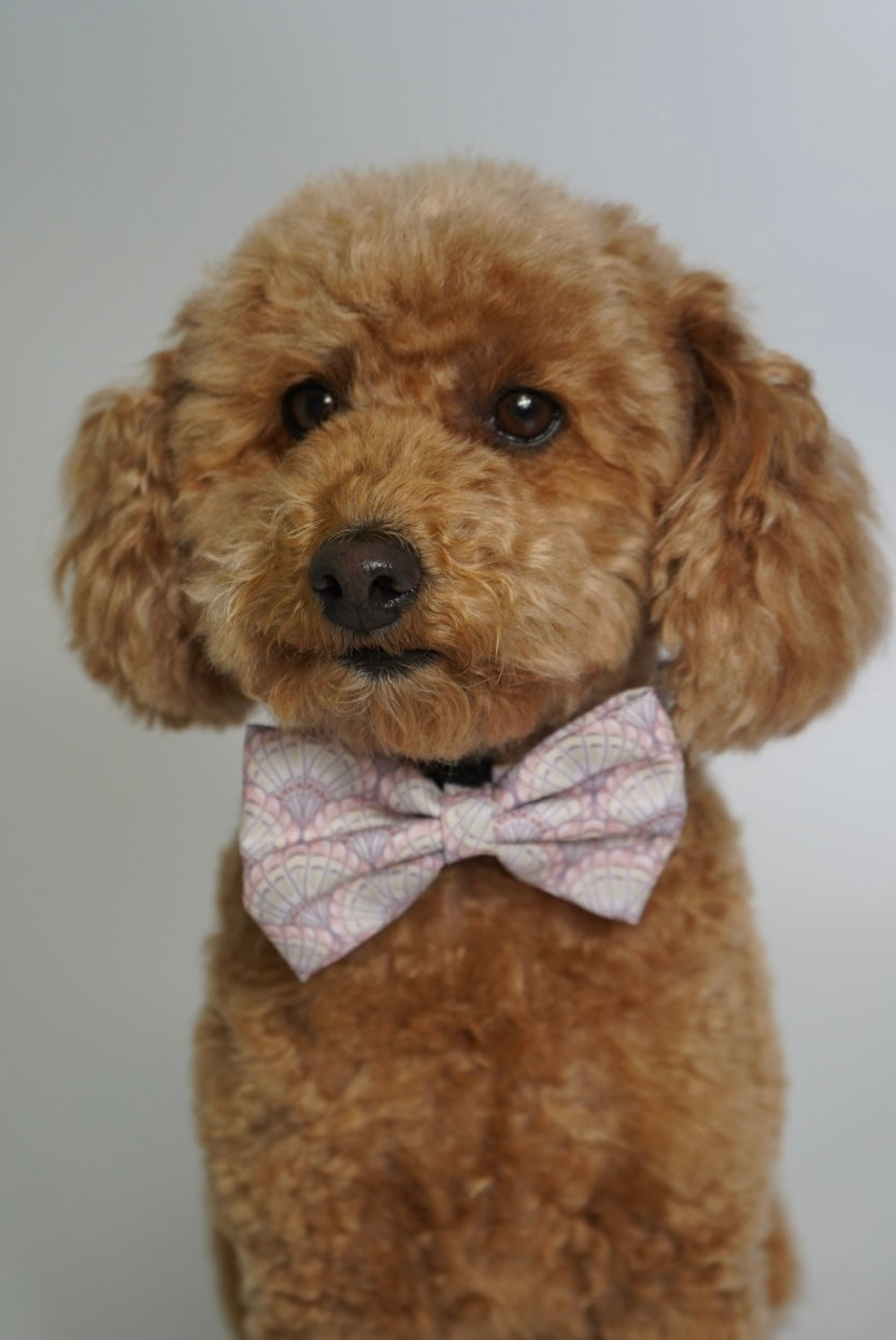 Bow Tie - Shell Yeah!