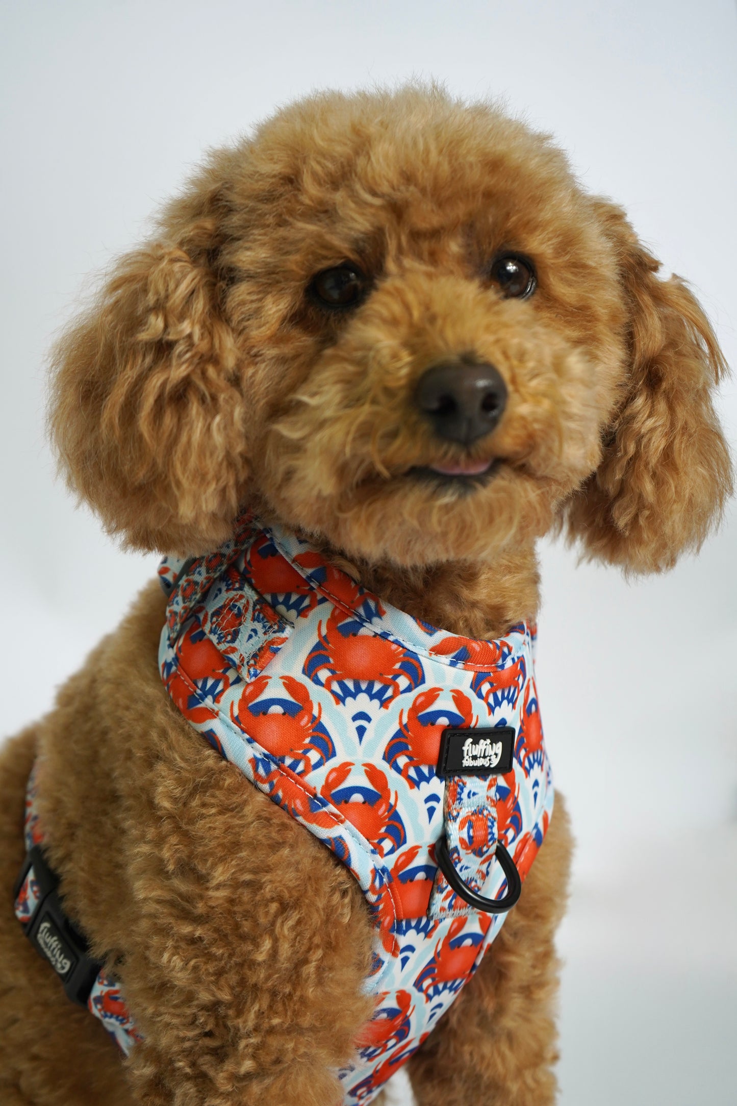 Adjustable Dog Harness - Holy Crab
