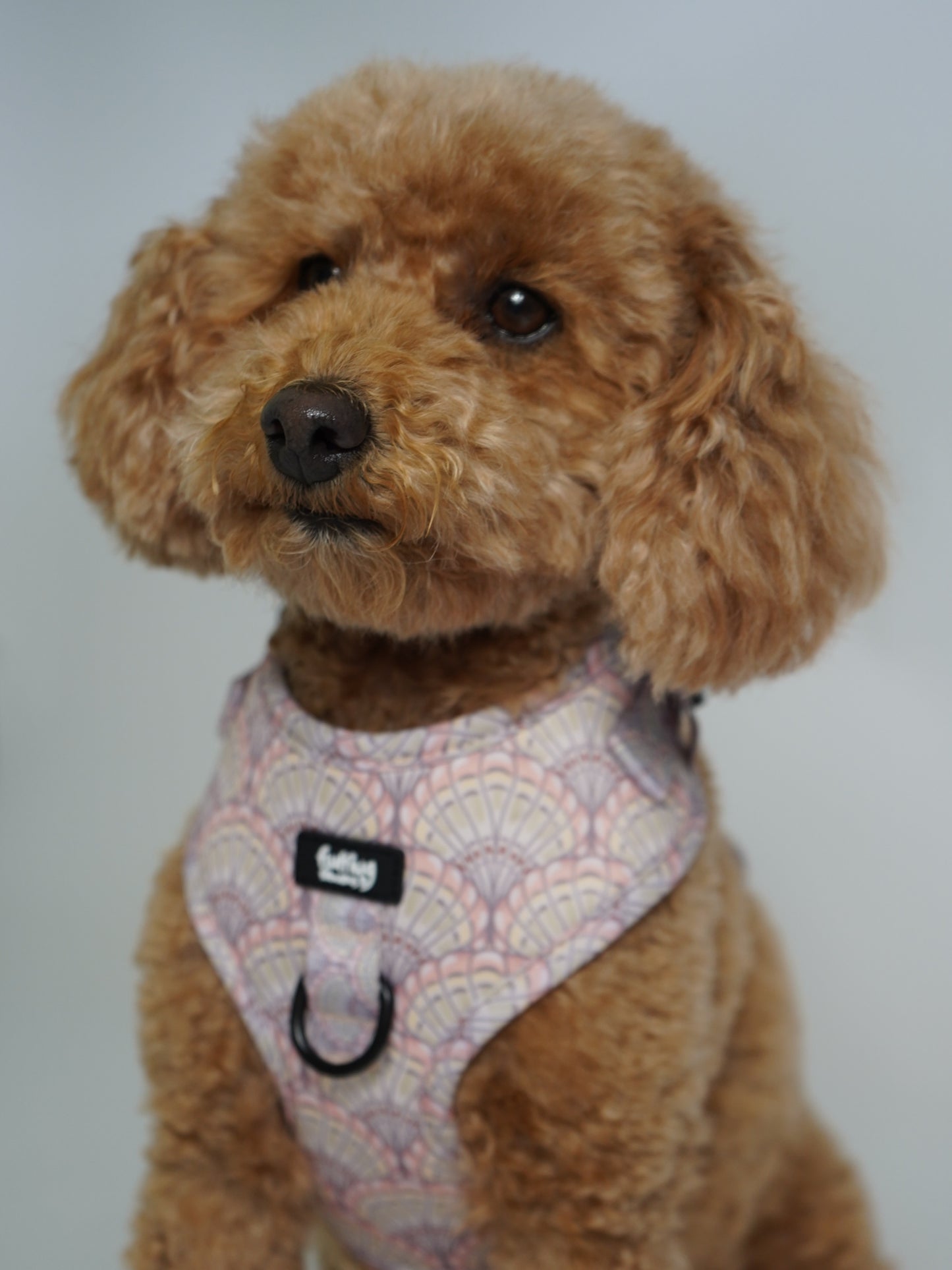 Adjustable Dog Harness - Shell Yeah!
