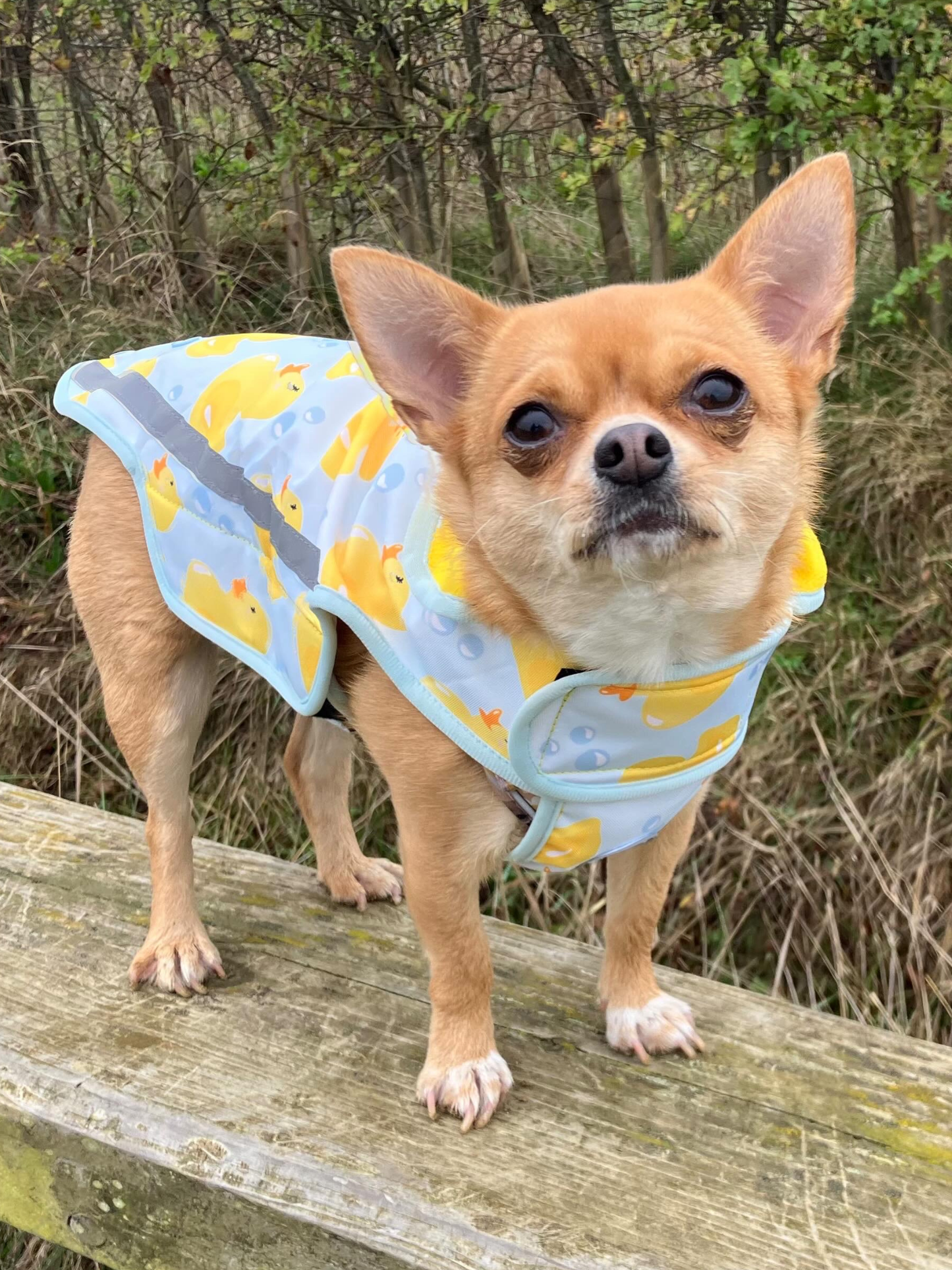 Rain Jacket - You Quack Me Up!