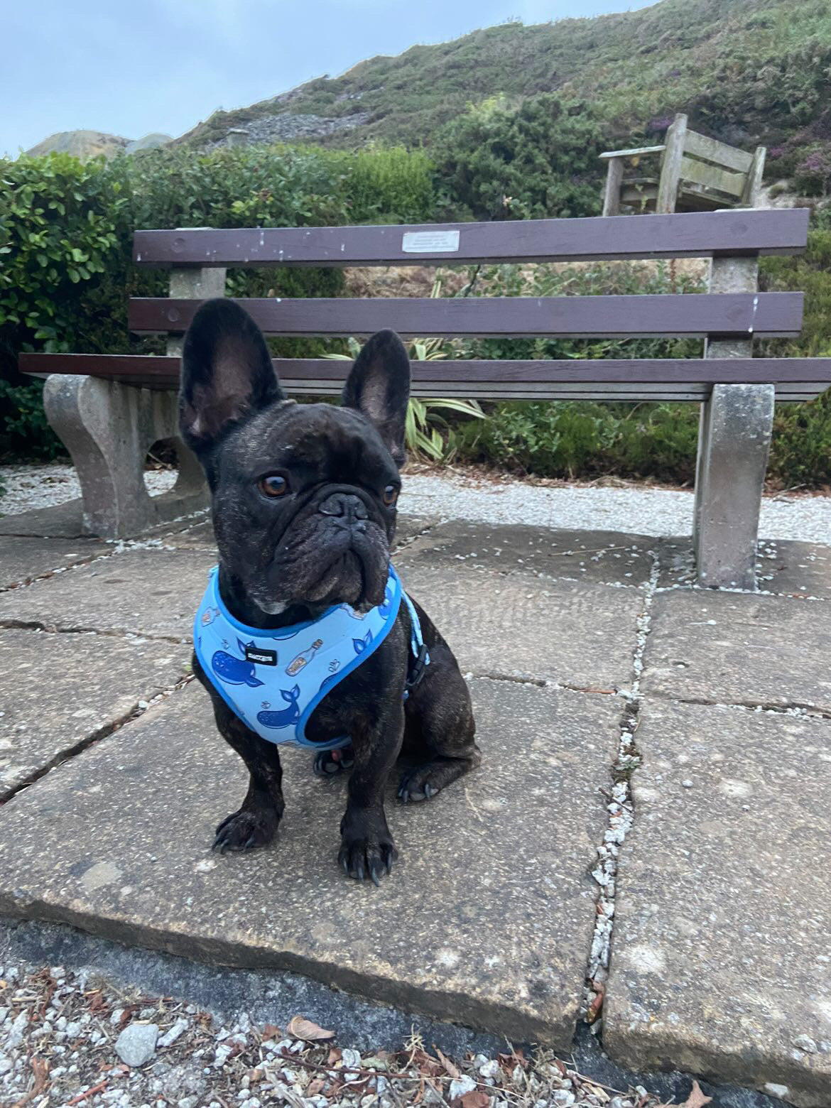 Adjustable Dog Harness Whale Hello There
