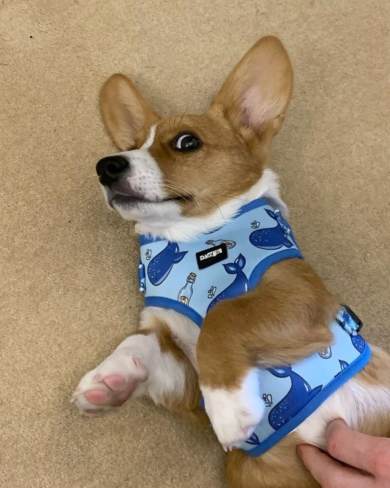 Dog Mix Cowboy Corgi Blue Heeler Cowboy Blue Heeler Corgi Mix