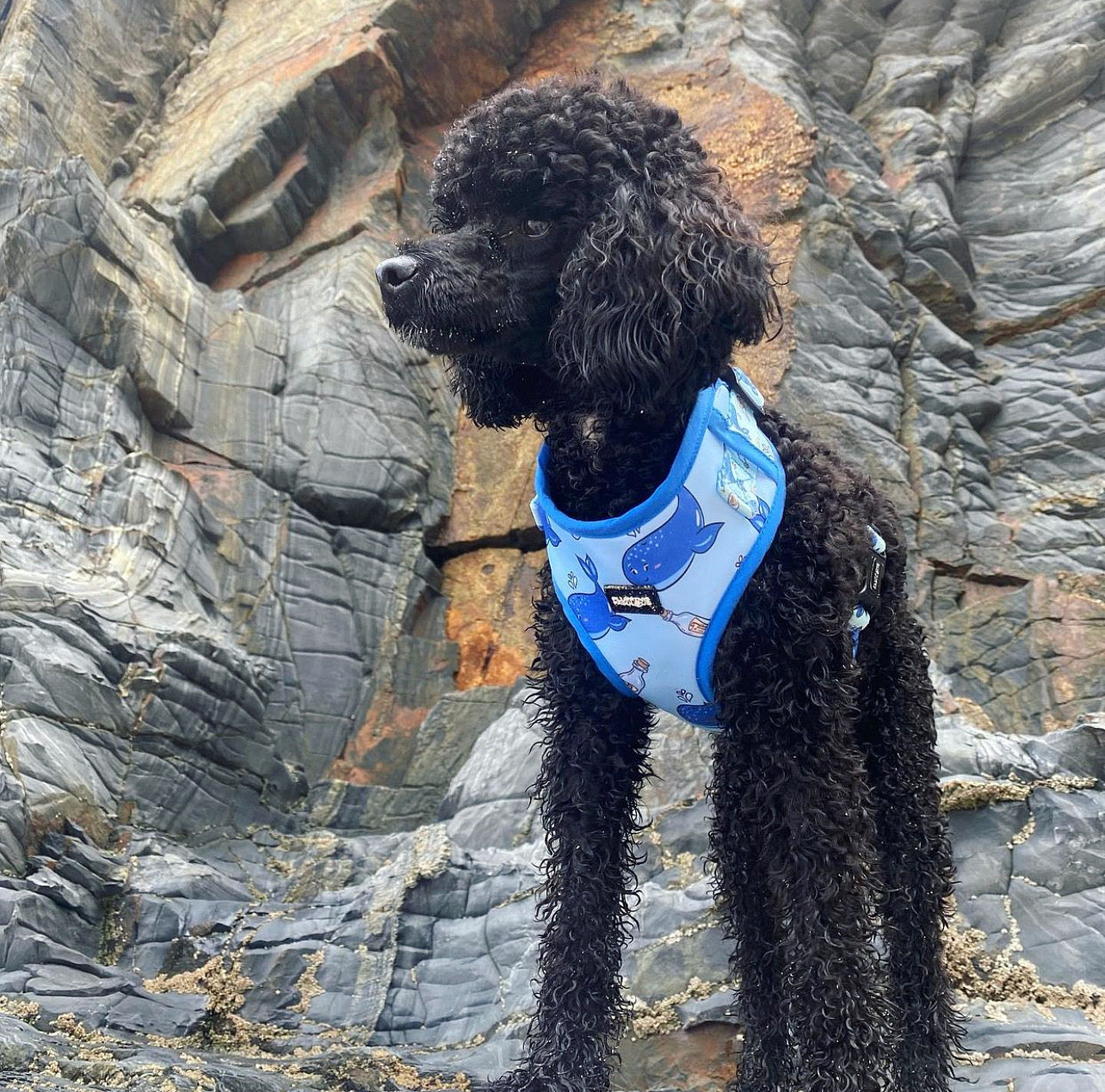 poodle wearing little adjustbable dog harness