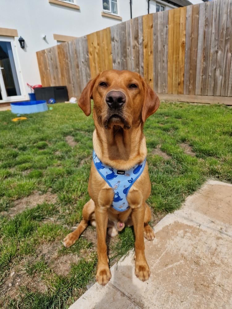big harness for big strong dogs