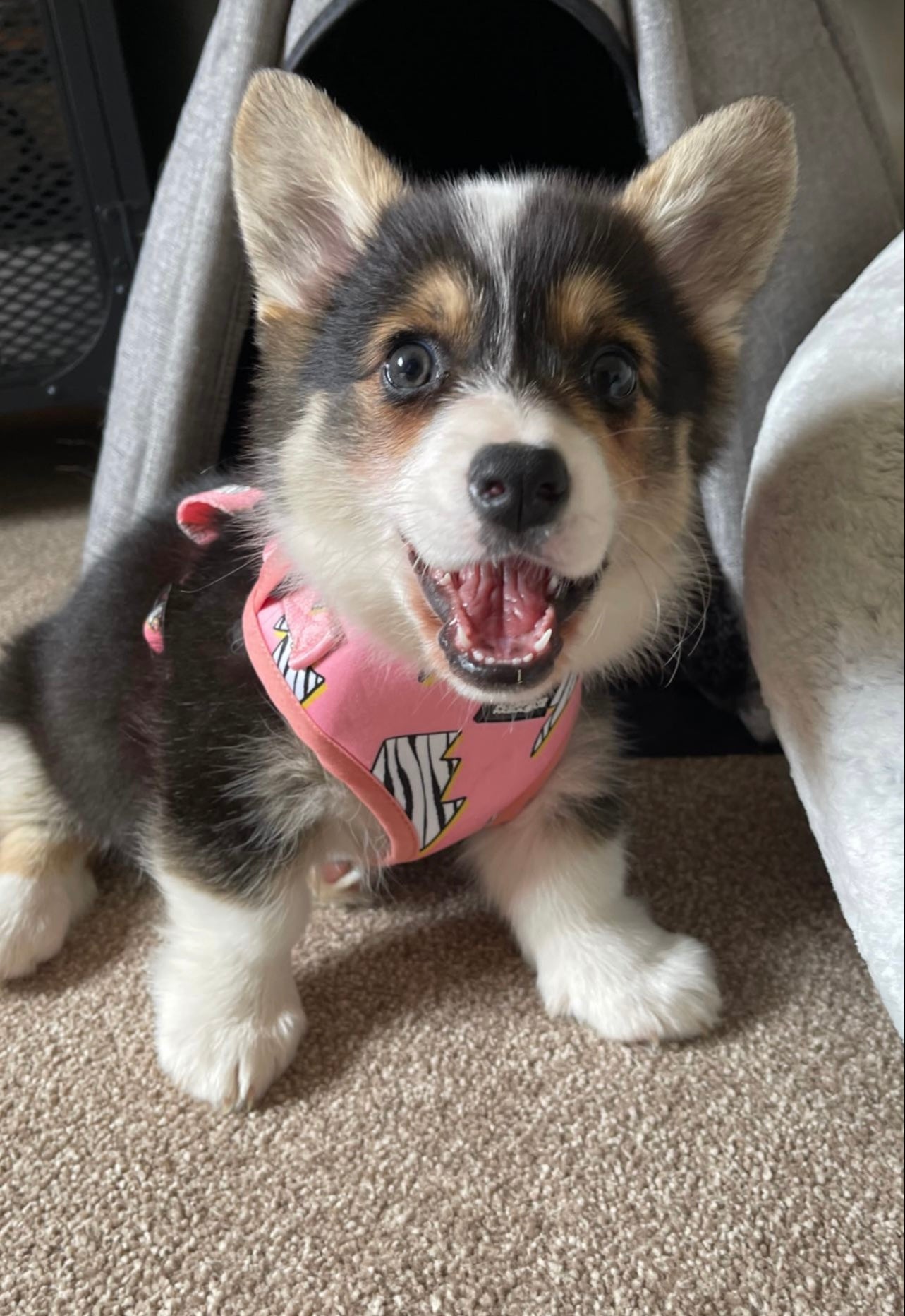 small puppy harness adjustable grow in