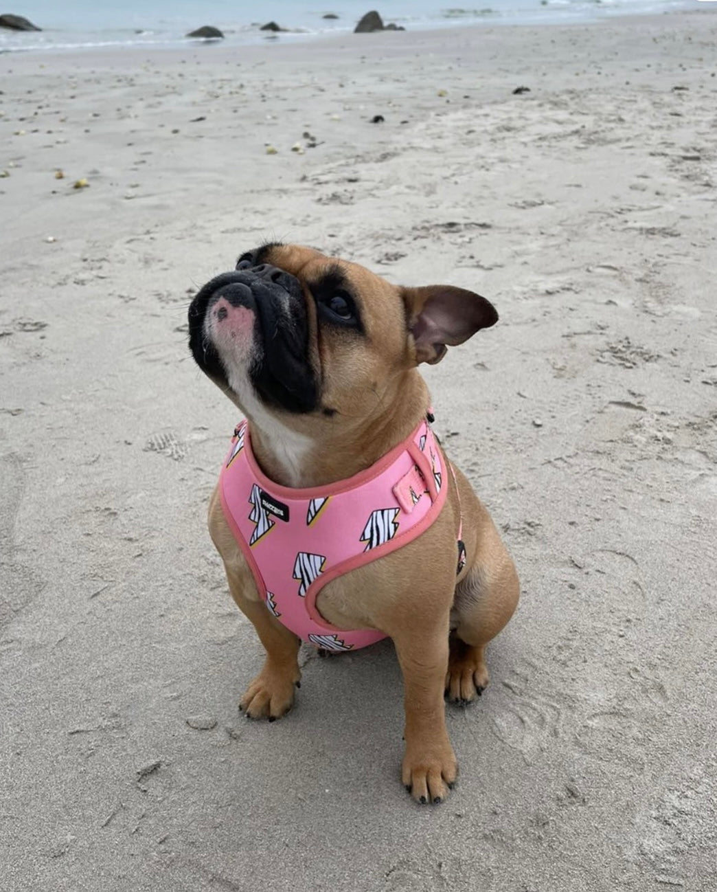 big strong no pull harness on french bulldog