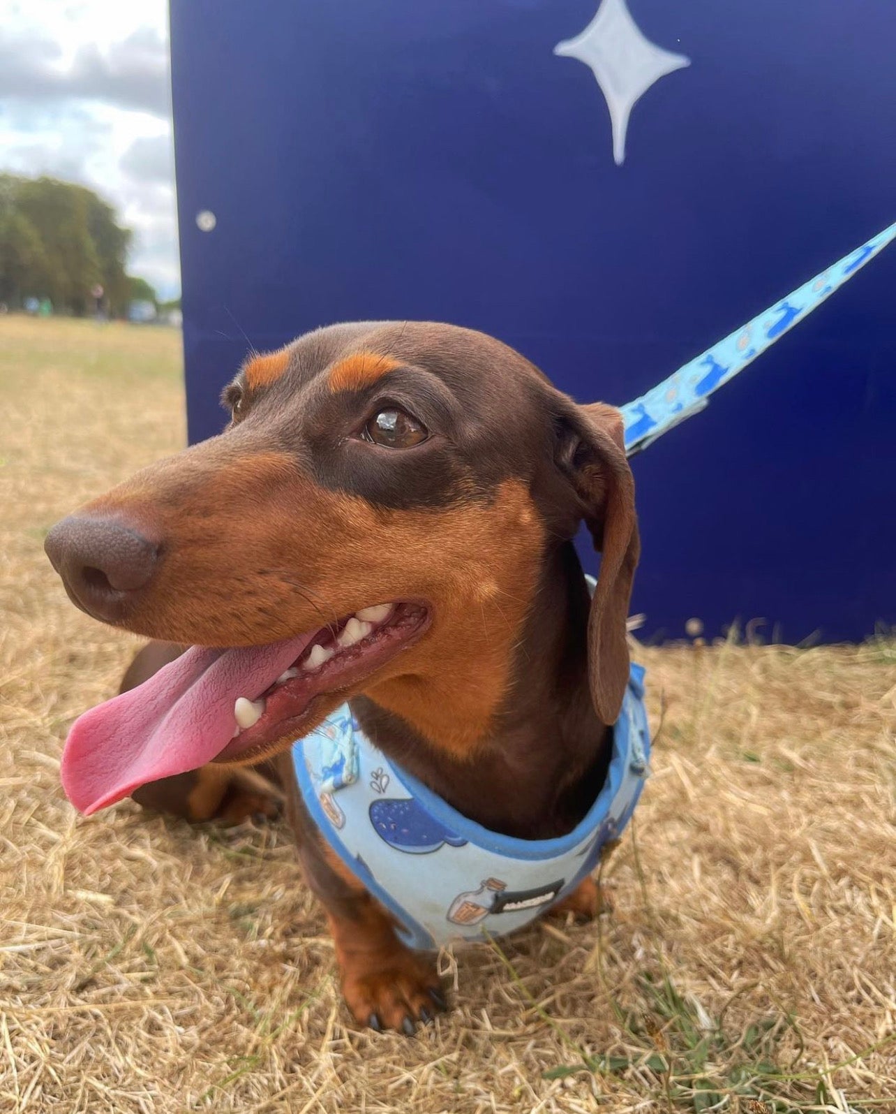 harness for miniature dachshund 